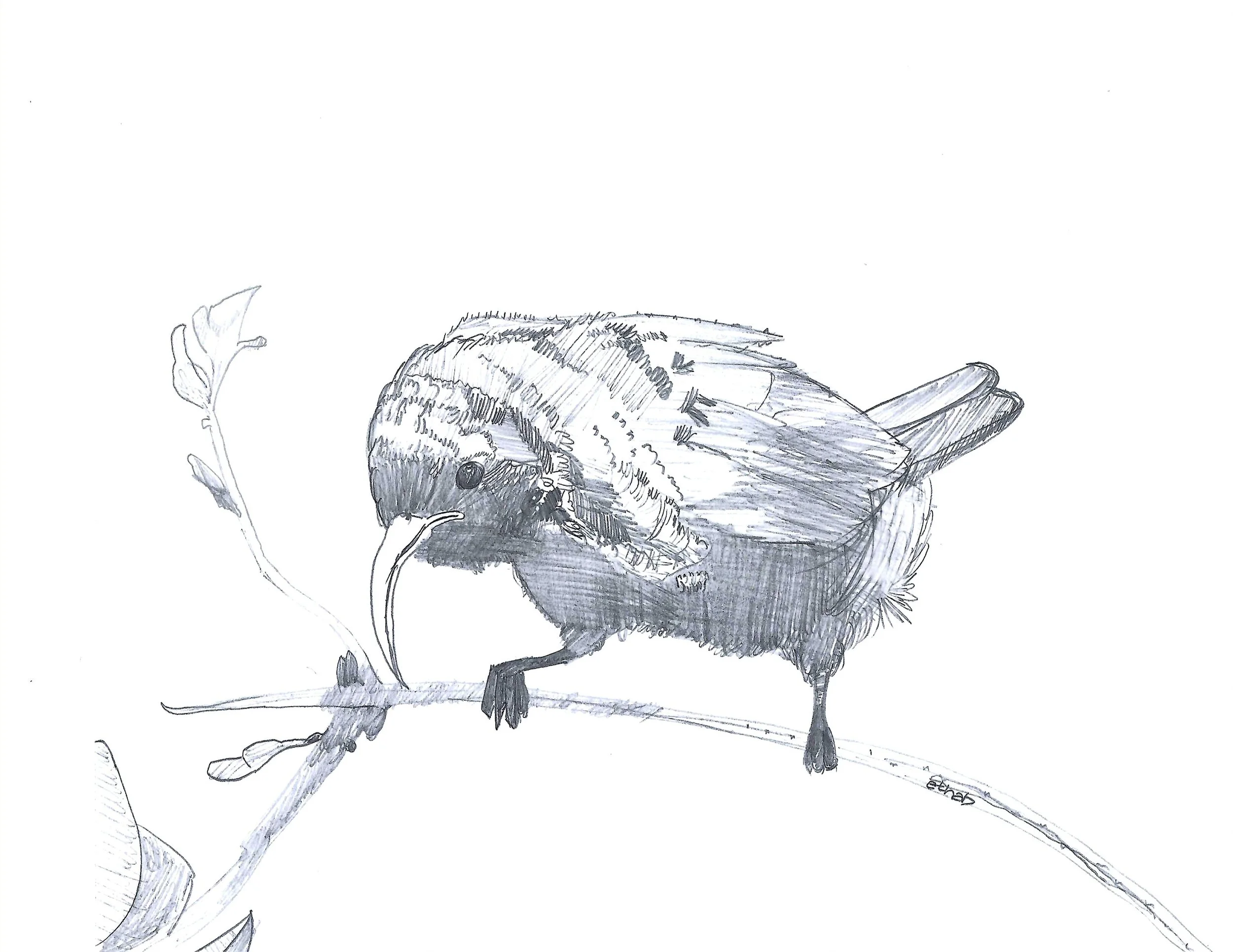 Sunbird