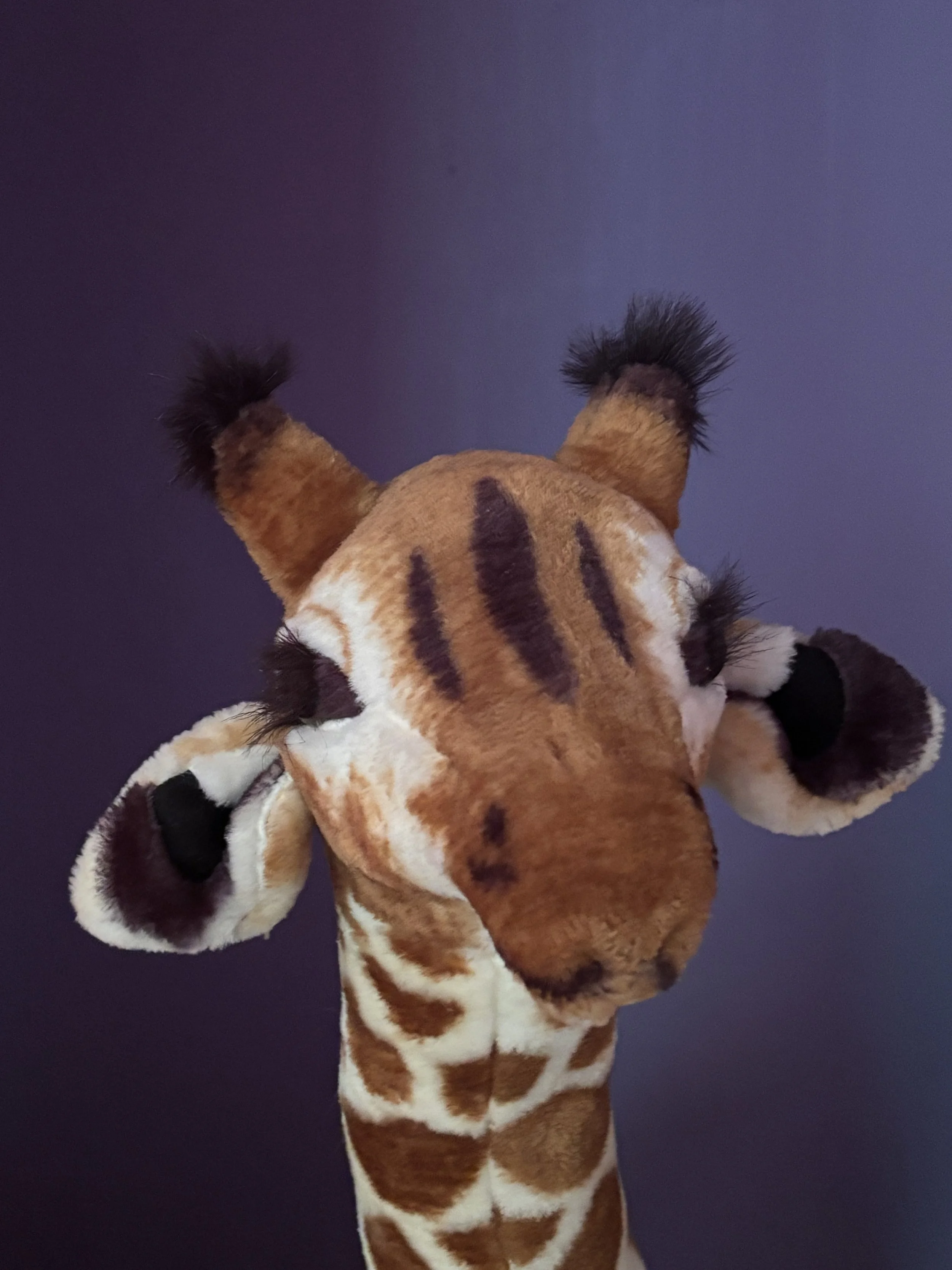 A person in a giraffe costume standing against a dark purple background.