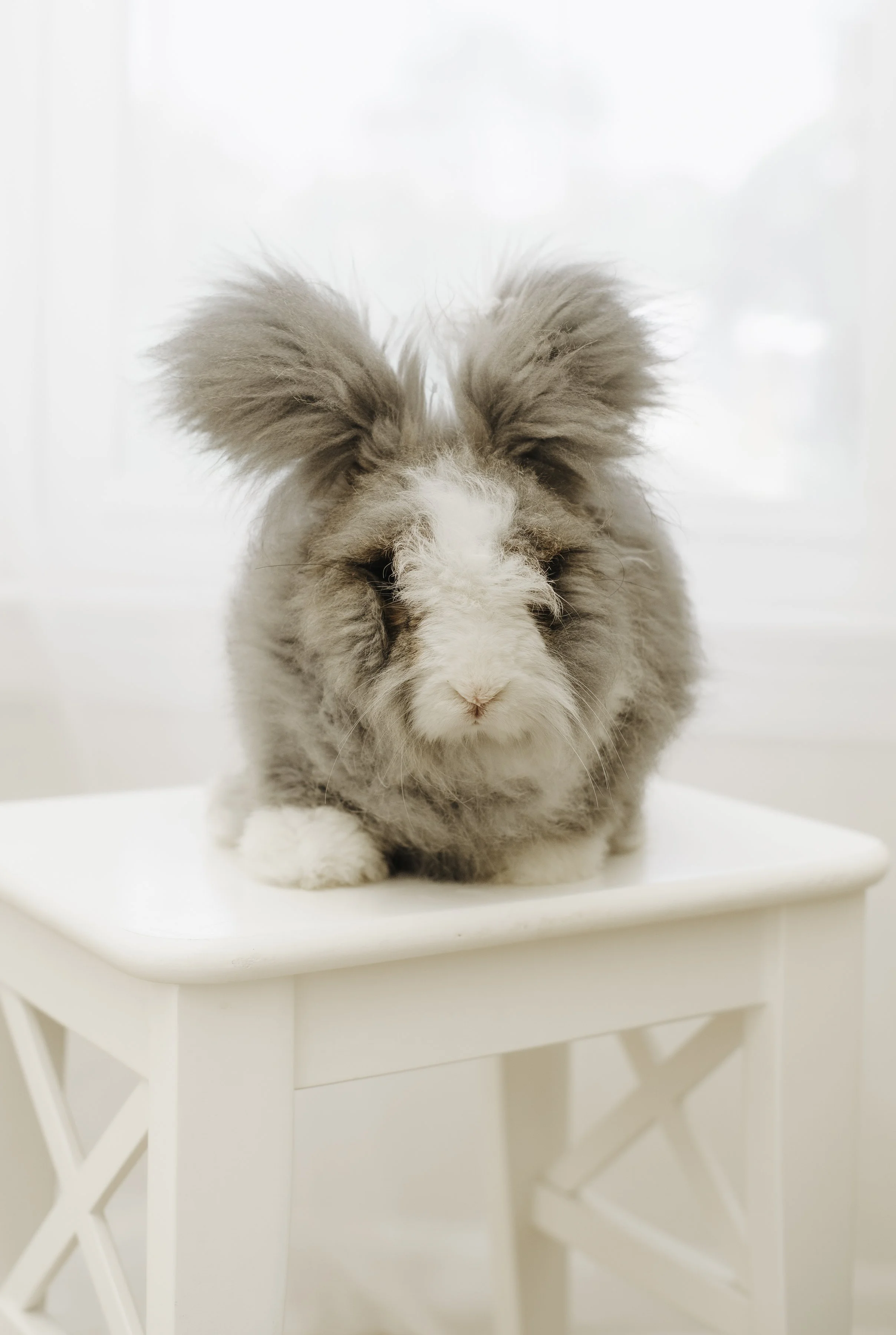 An adorable, fluffy rabbit with gray and white fur, sitting on a white table in a bright, airy room.