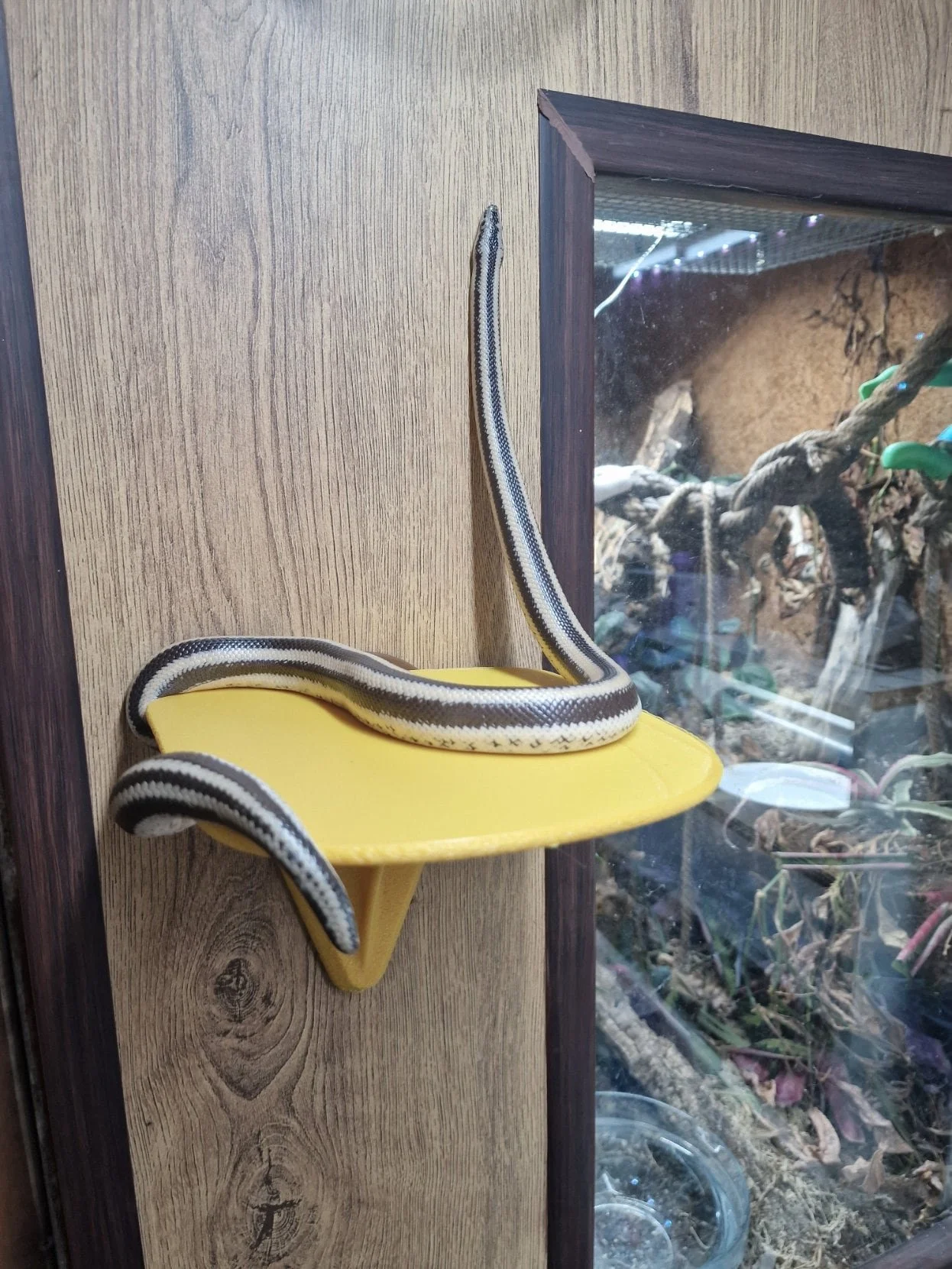 Detachable Basking Spot Shelf for Reptile Vivarium, 3D Printed Terrarium Decor