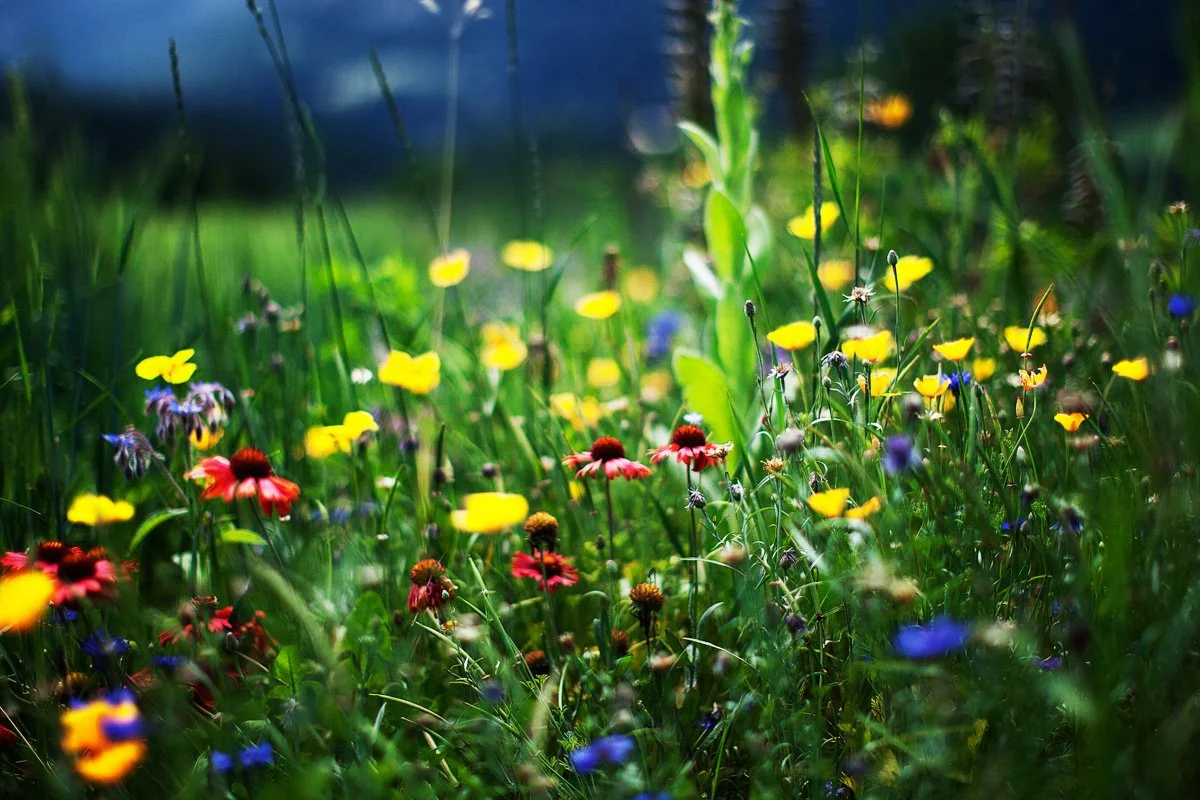 The Magic Of Herbs
