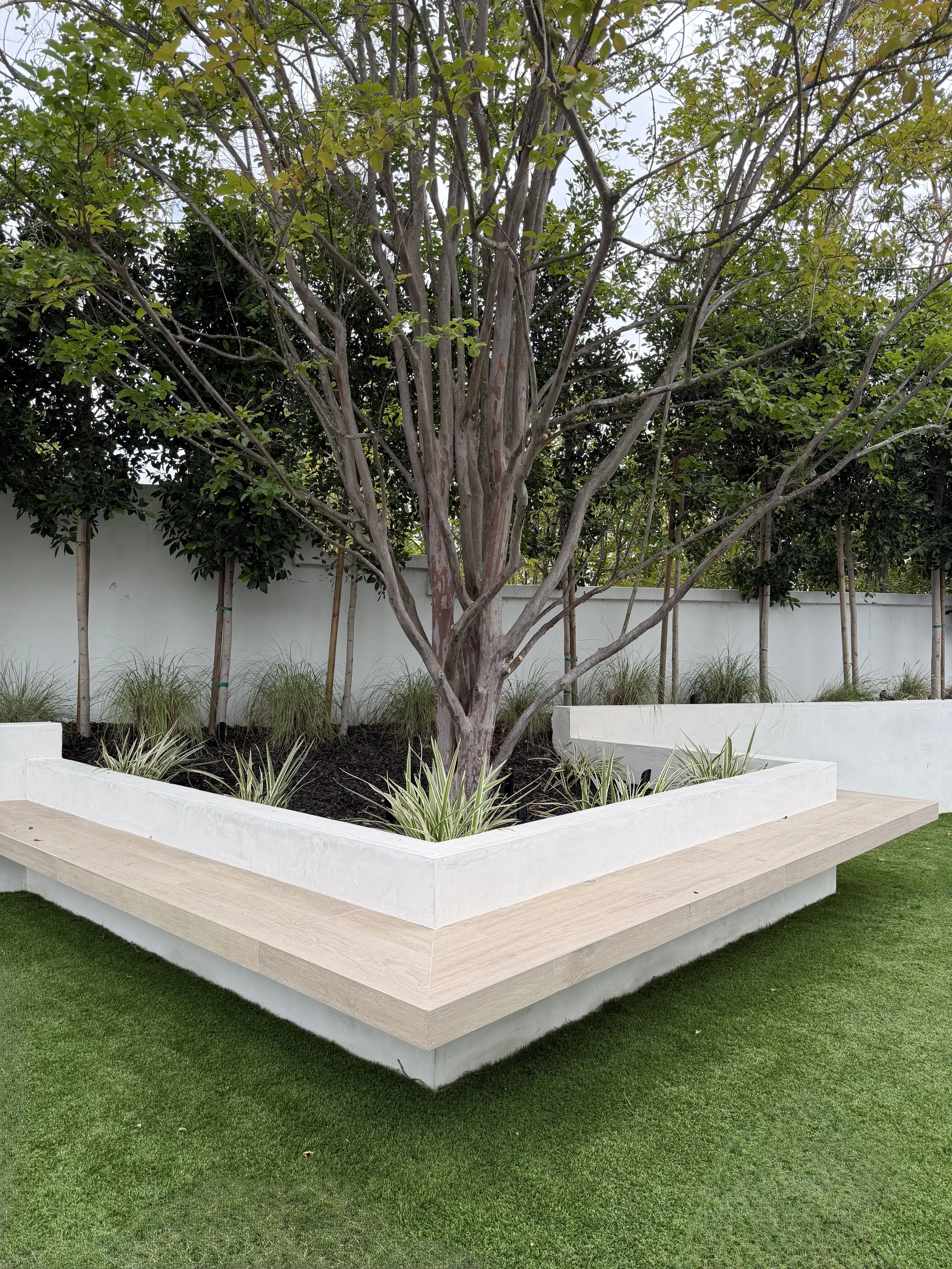 A tree with multi-branched trunk and green leaves is planted in a modern, raised white planter box with a beige wood bottom, surrounded by a well-maintained grassy lawn.