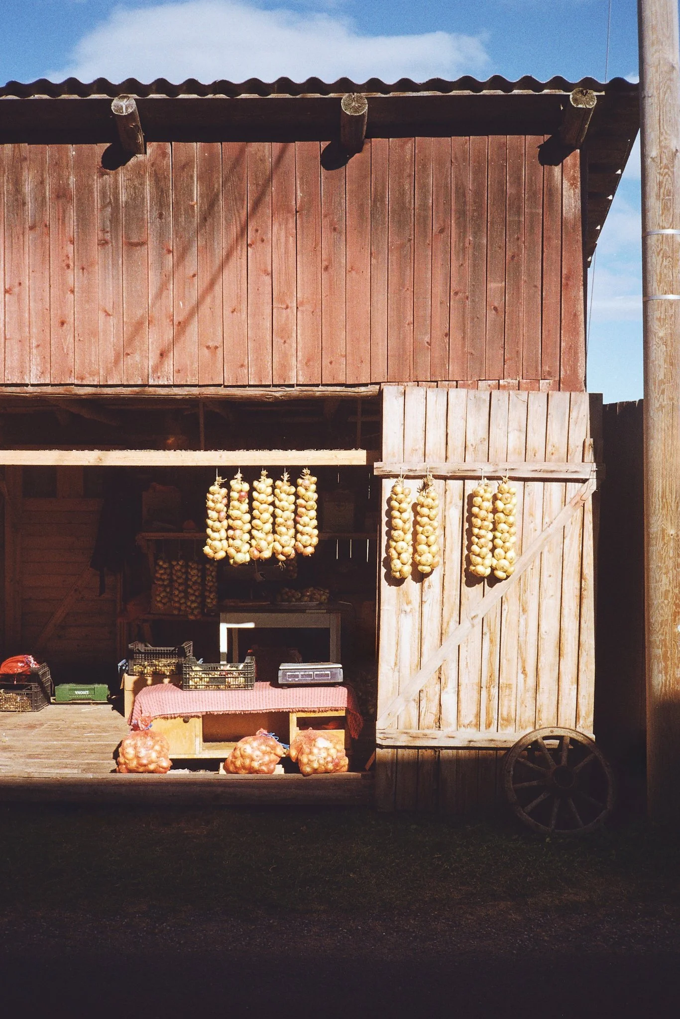 First Roll Review- Leica AF-C1 Film Camera-4.jpg