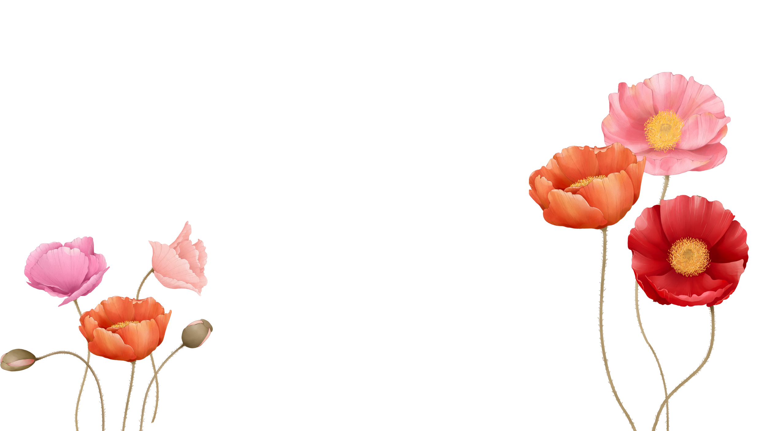 Decorative watercolor poppies in pink, peach, and red on black background