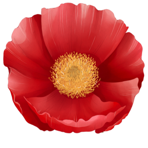 Close-up of a red flower with a yellow center.