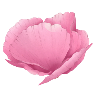 Pink shell-shaped flower with layered petals