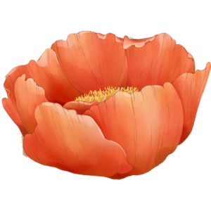 A close-up of an orange poppy flower with delicate petals and a yellow center.