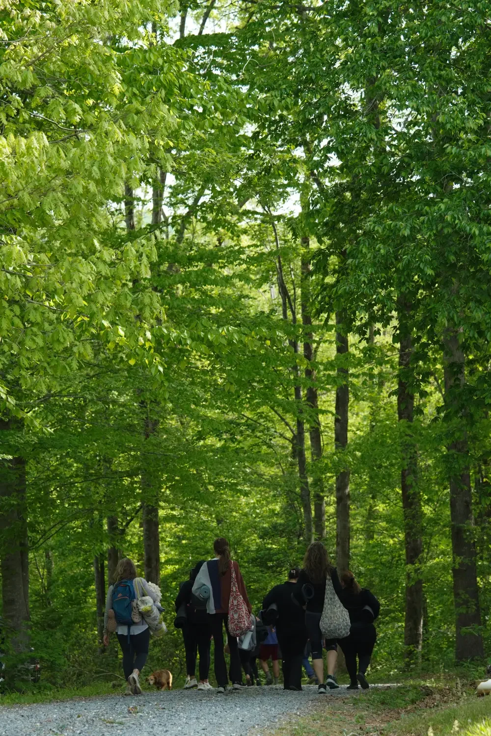 Group of people walking on a gravel trail through a lush green forest with dense trees and vibrant foliage.