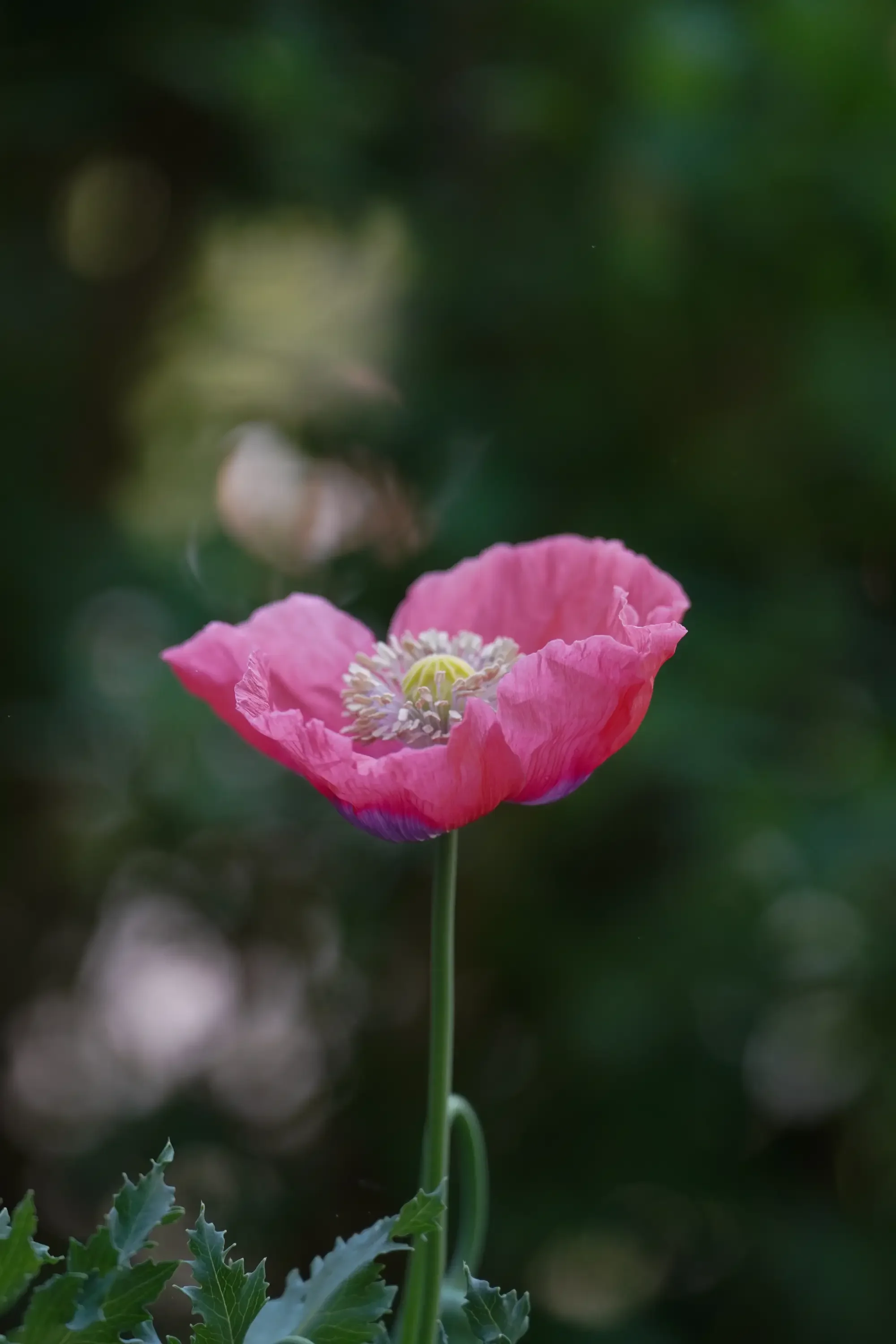 A single pink poppy flower with white and yellow center, green leaves, and a blurred dark green background.