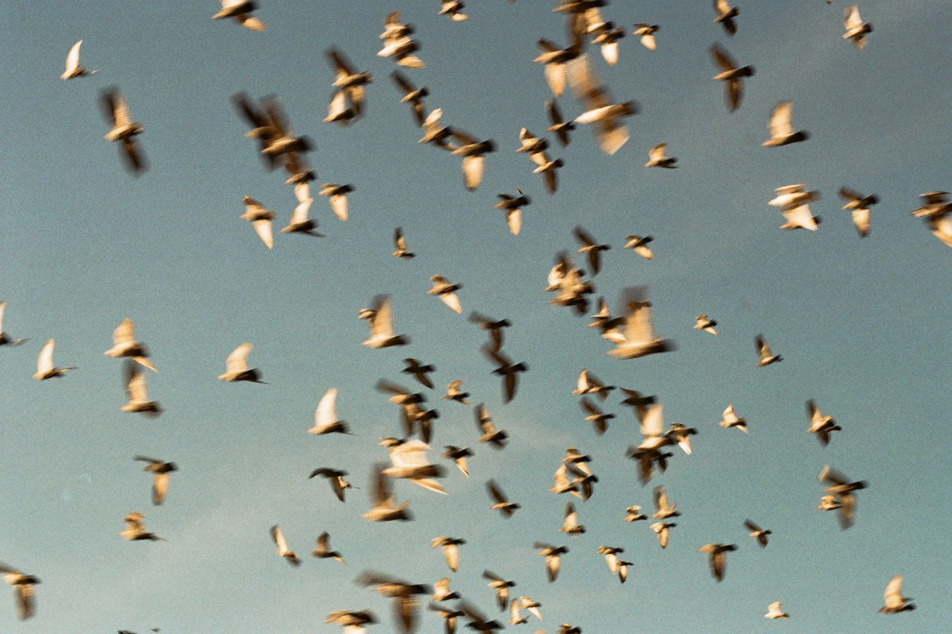A large flock of birds flying in the sky during daytime.