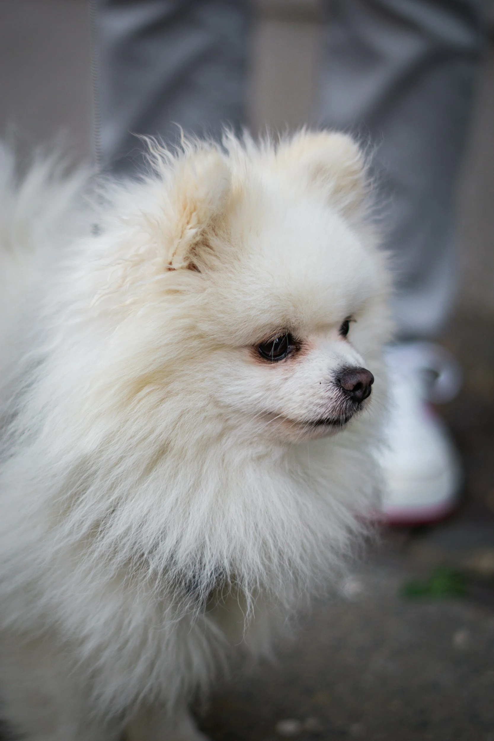 Close-up of a fluffy white dog, likely a Pomeranian, with dark eyes and a black nose, standing on a sidewalk.