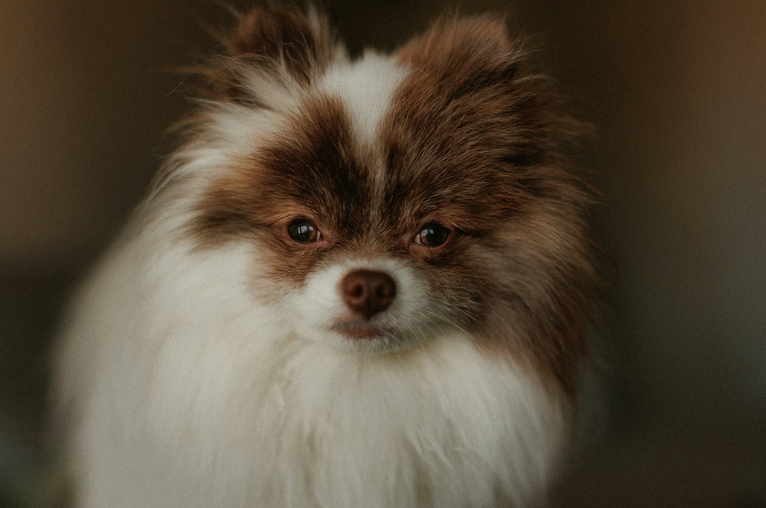 Close-up of a fluffy dog with brown and white fur, looking directly at the camera with dark eyes.