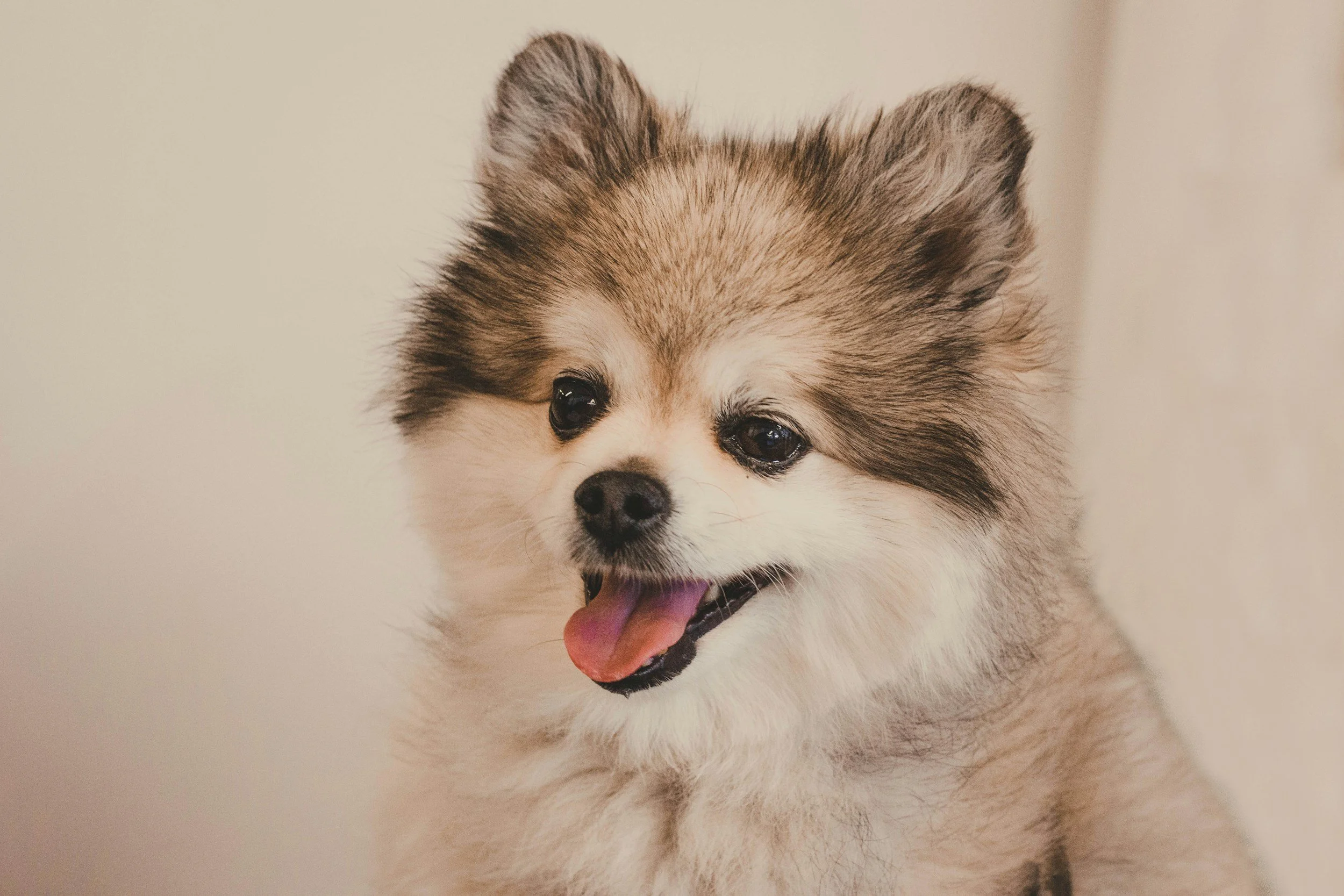 A happy Pomeranian dog, with tan and white fur, tongue out, and a playful expression, against a plain light background.