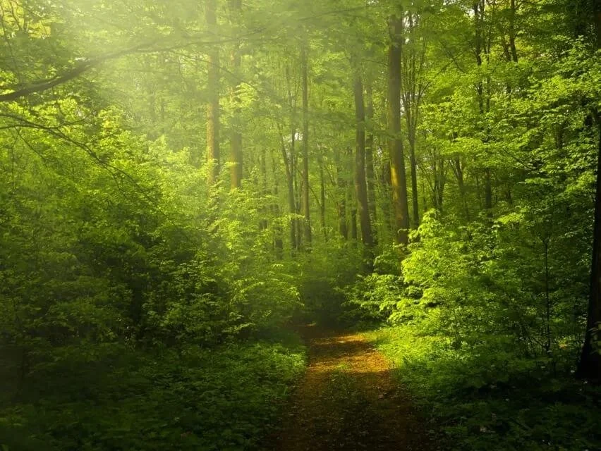 Sunlight filtering through lush green trees onto a narrow forest path.