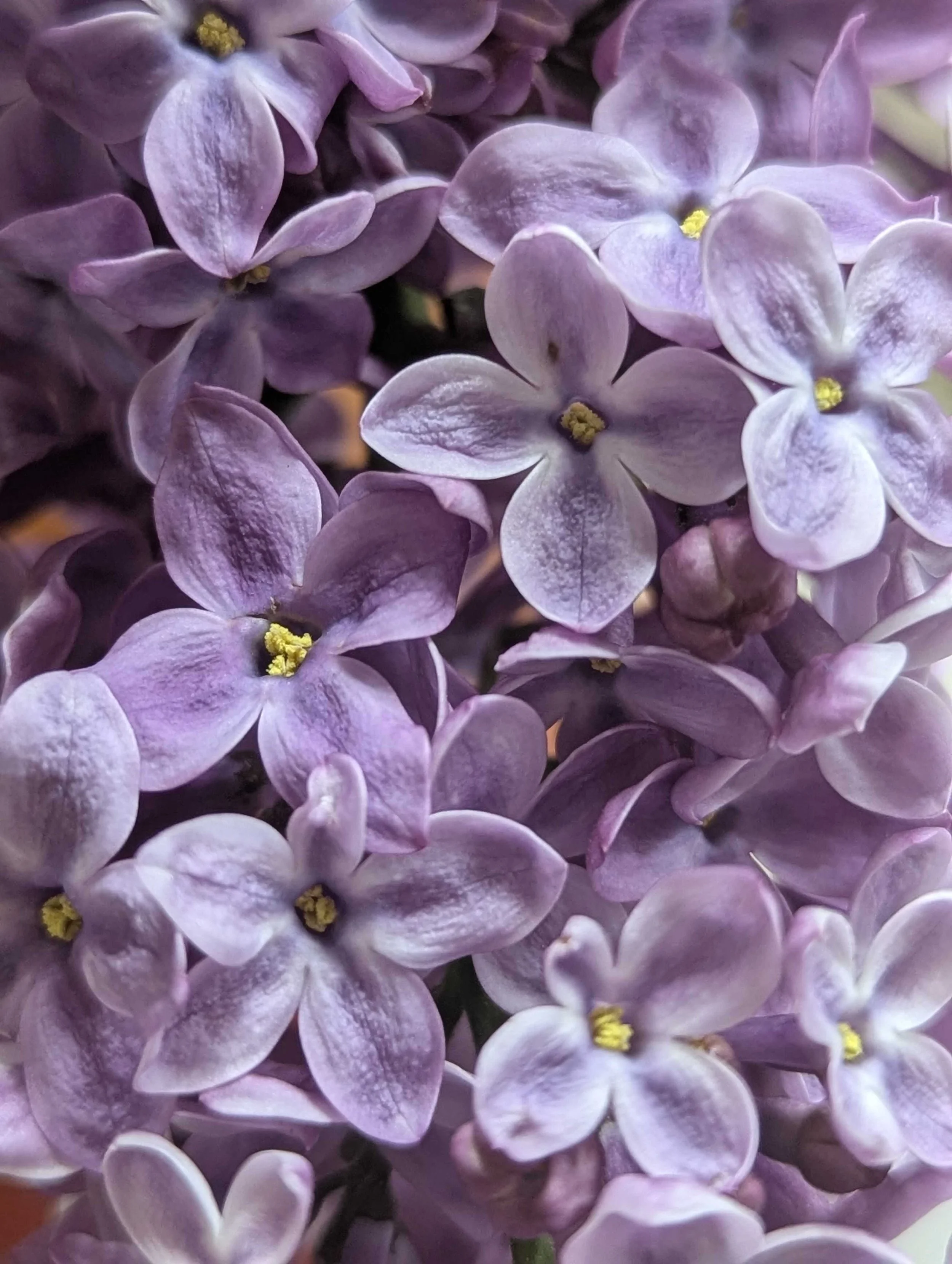 Close-up of purple lilac flowers with small yellow stamens.