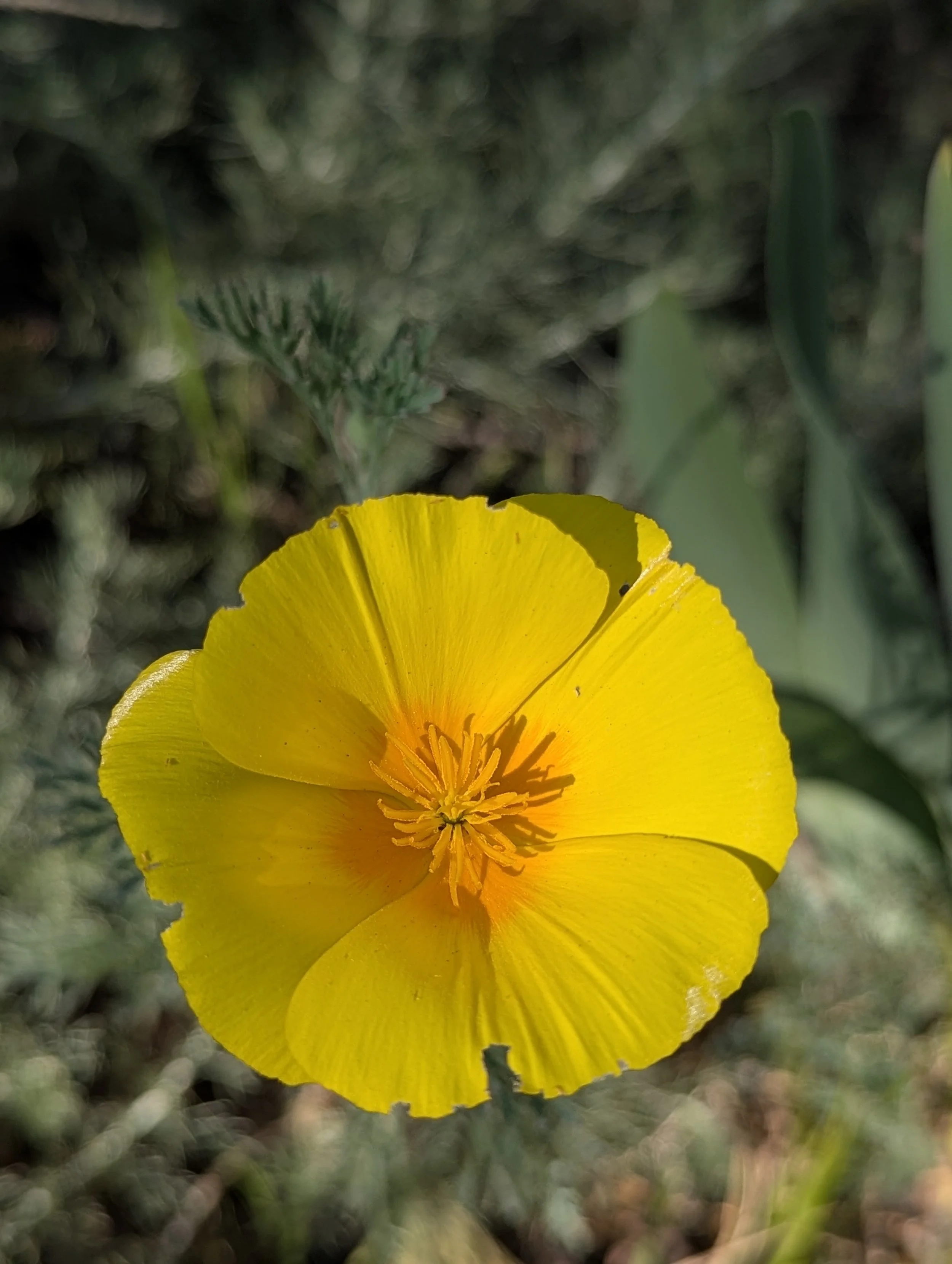 A close-up of a vibrant yellow flower with orange center and detailed stamens, surrounded by green foliage.