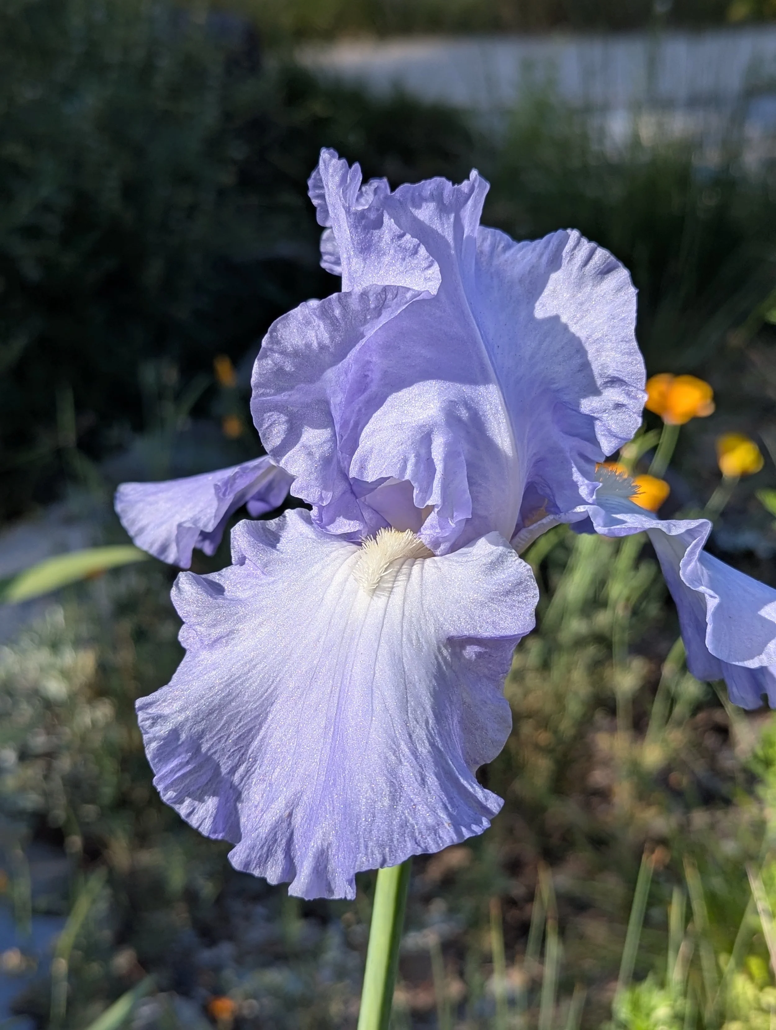 Close-up of a light purple iris flower with ruffled petals and a yellow and white center, blurred green foliage in the background.