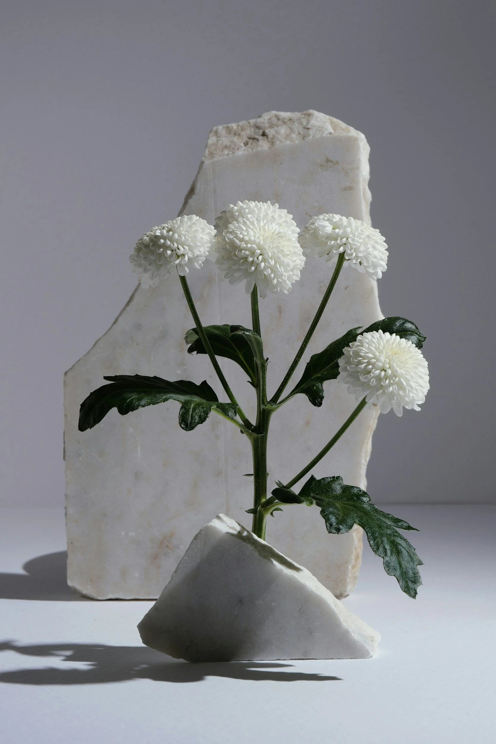 A white flower with multiple petals is arranged in front of a large white stone and a smaller white stone base, with a plain grey background.
