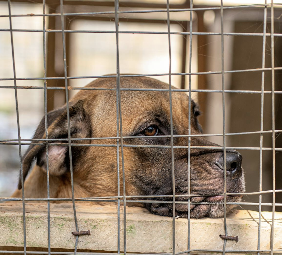Pet Sitting vs Boarding: Pros and Cons