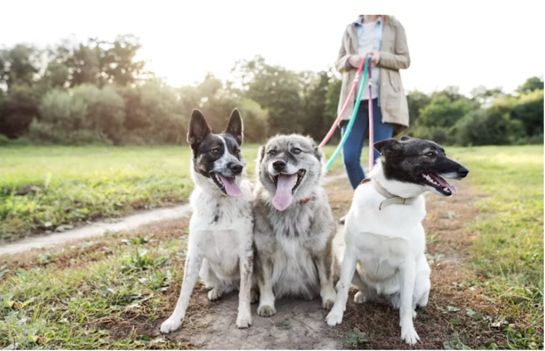 How to Choose a Dog Walker in Columbia, Missouri