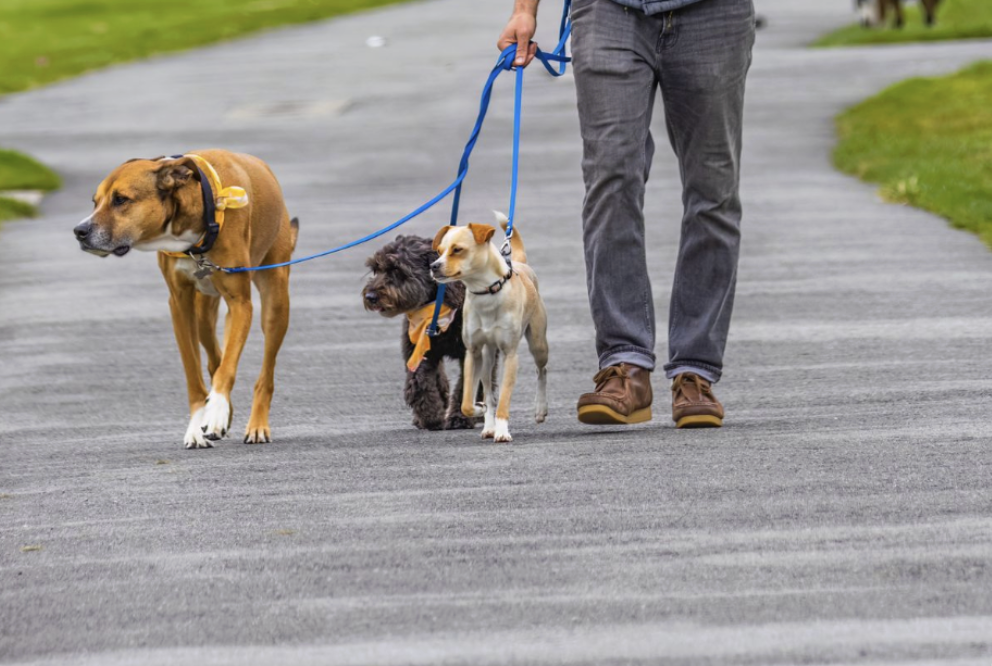 How Much Does a Dog Walker Cost in Columbia, MO?