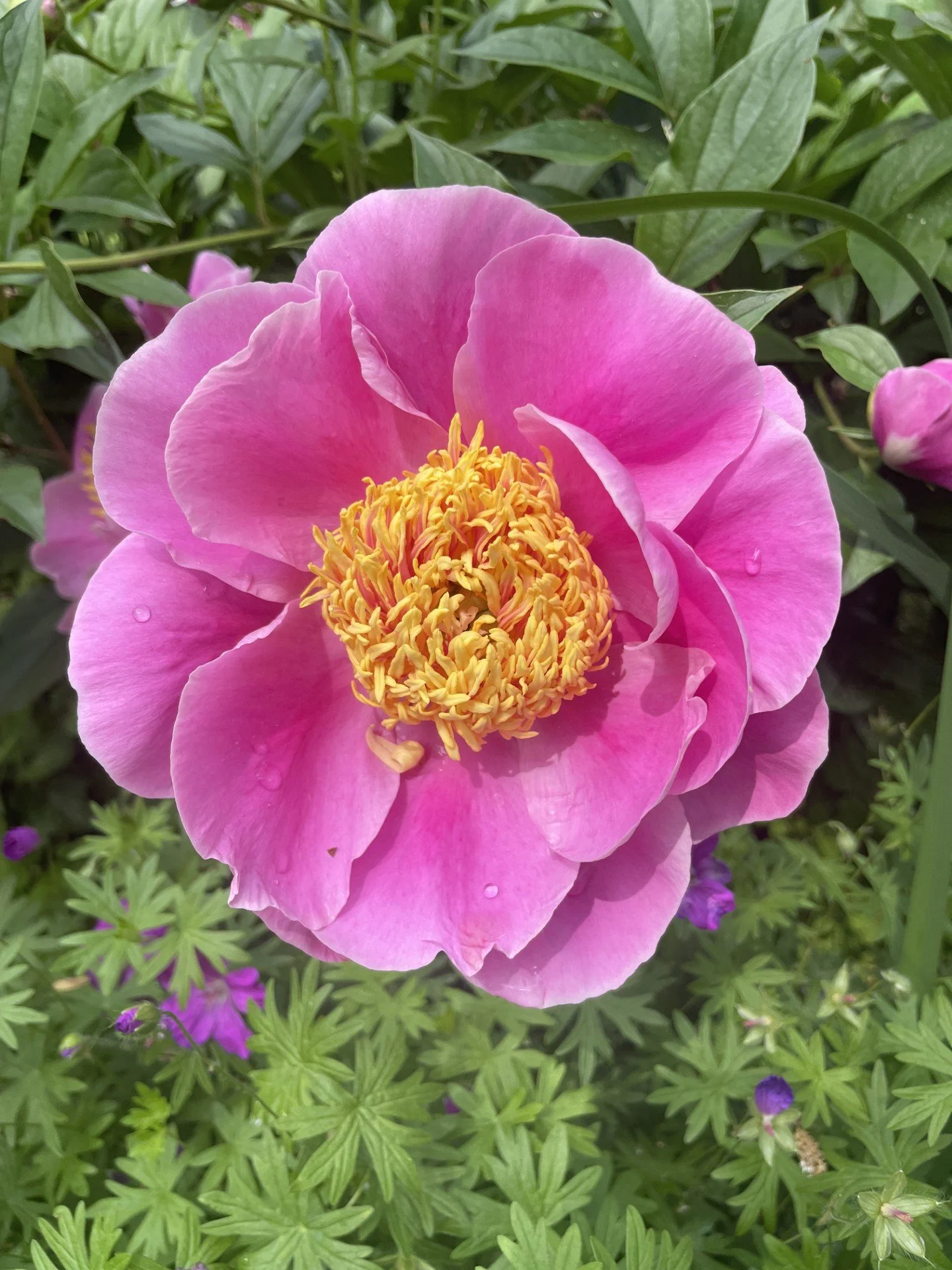 Pink peony flower representing peace, healing, and natural wellness.