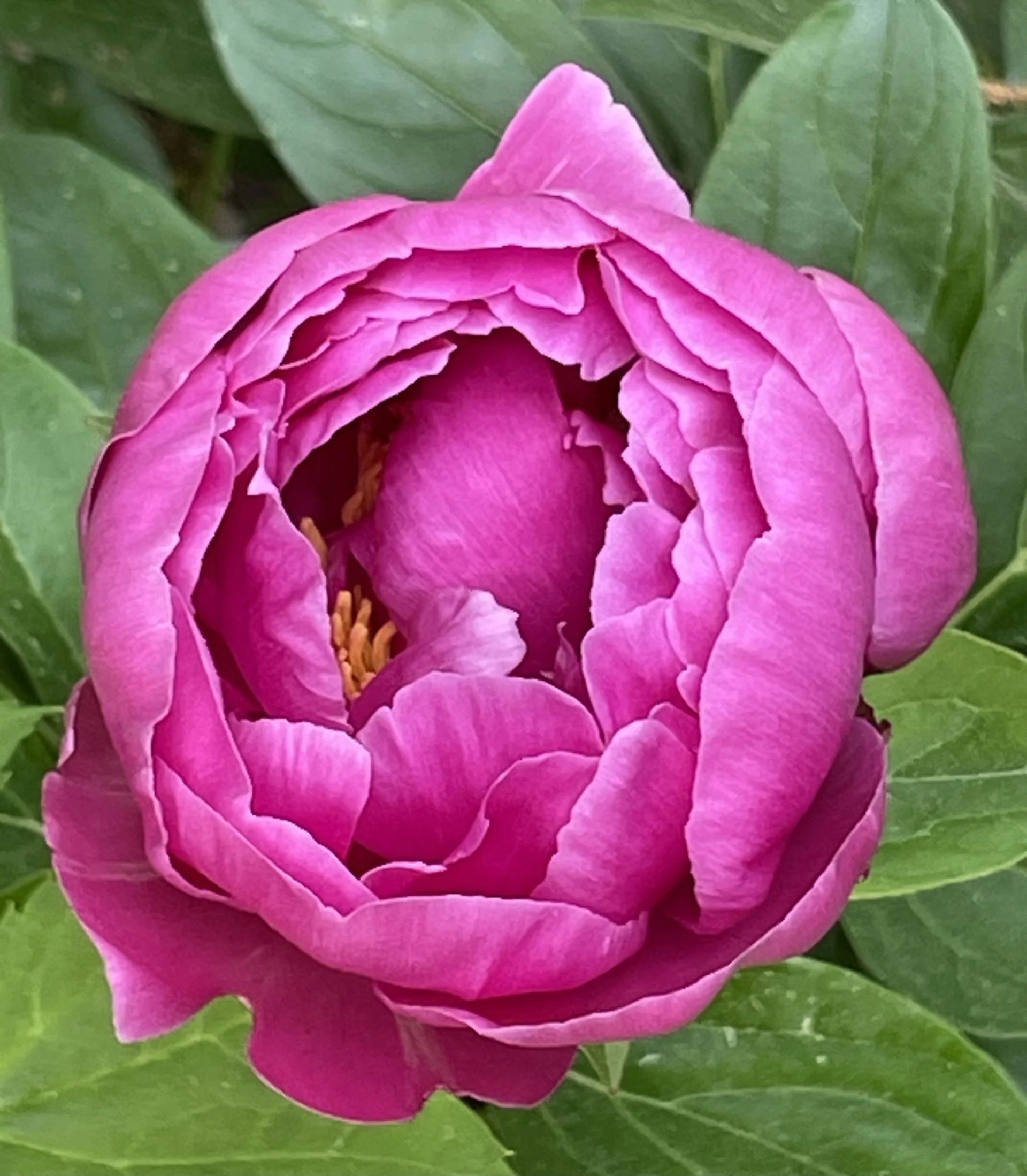 Blooming pink camellia representing beauty, balance, and holistic wellness.