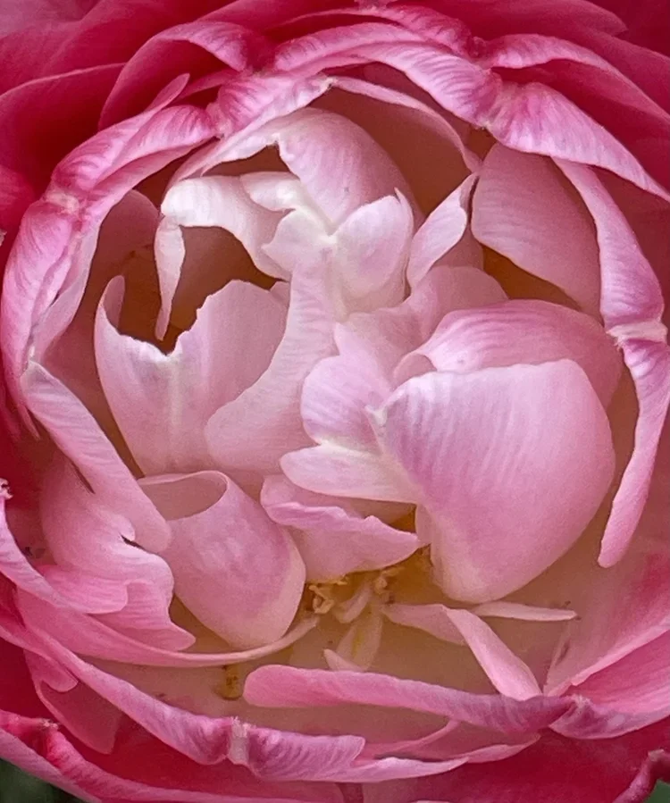 Pink peony in full bloom symbolizing peace, healing, and restoration.