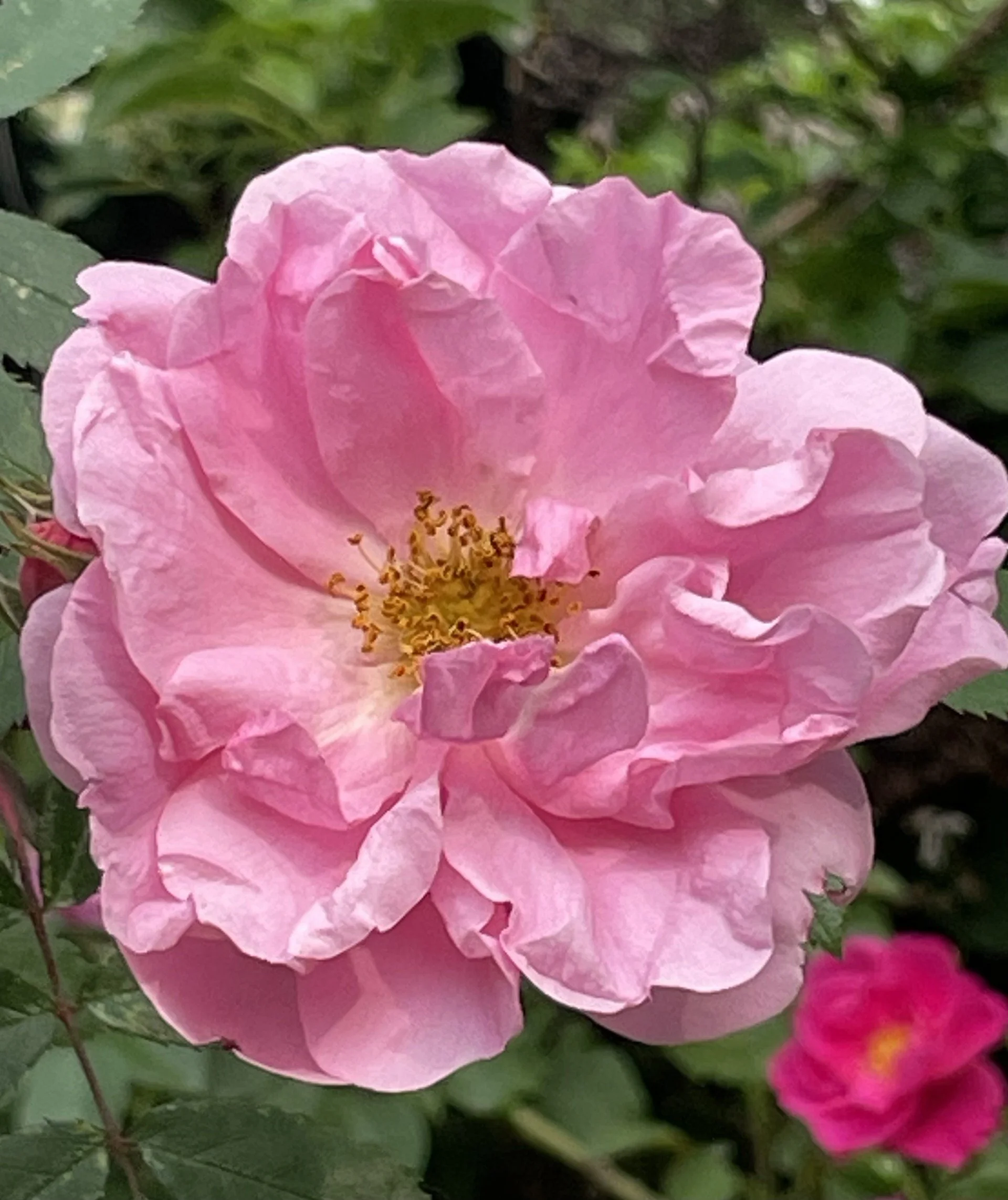 Blooming pink flower representing calm, mindfulness, and natural healing.