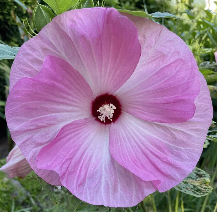 Pink flower representing peace, healing, and relaxation at Reiki and Restore.