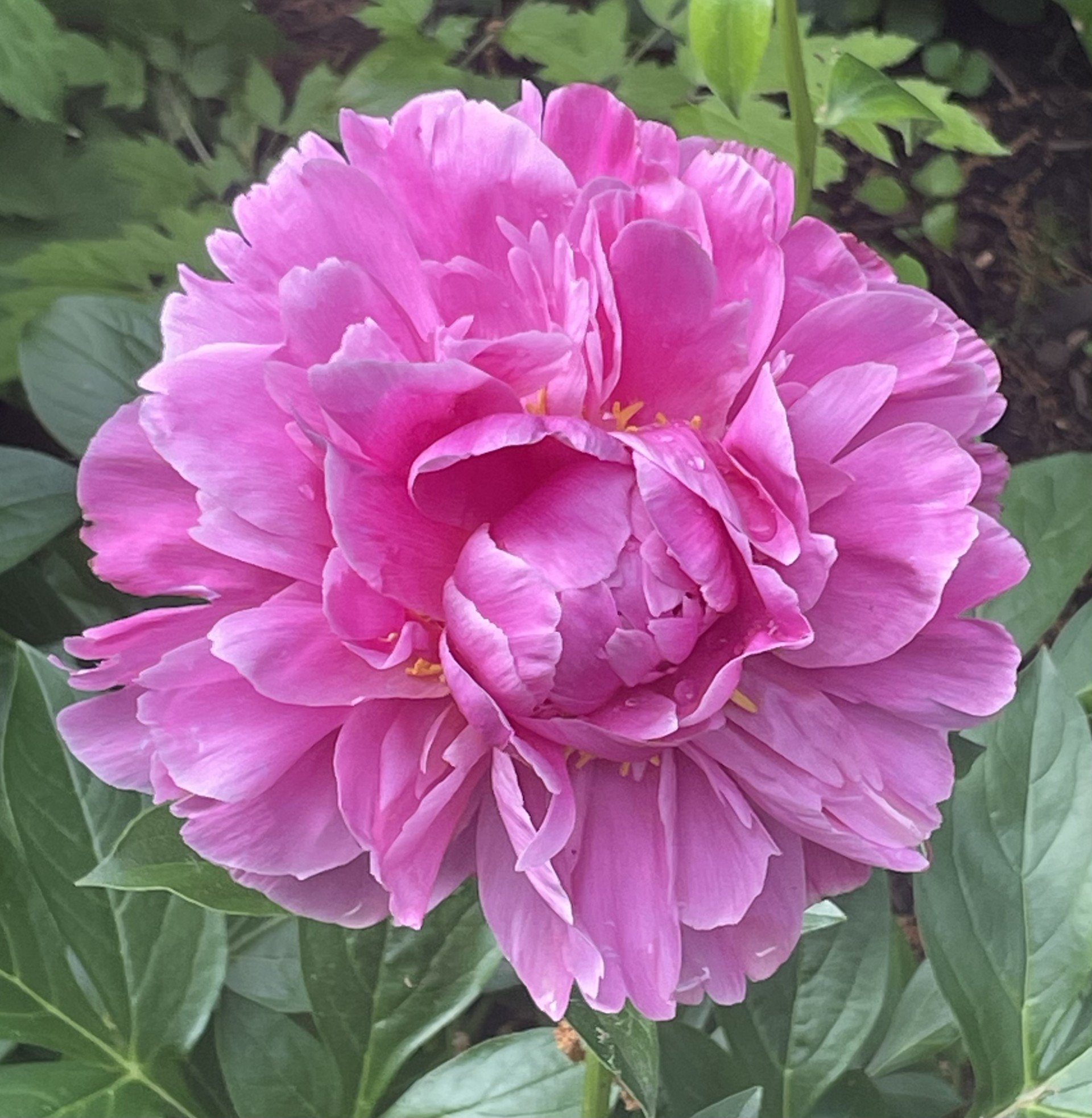 Blooming pink peony symbolizing healing, renewal, and inner peace.