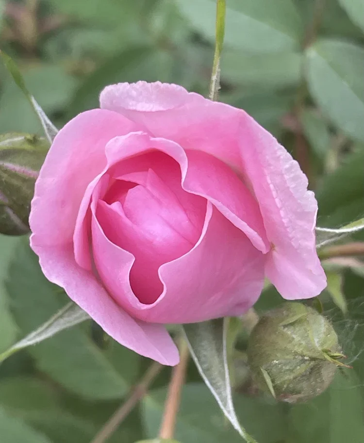 Pink rosebud symbolizing growth, renewal, and healing.