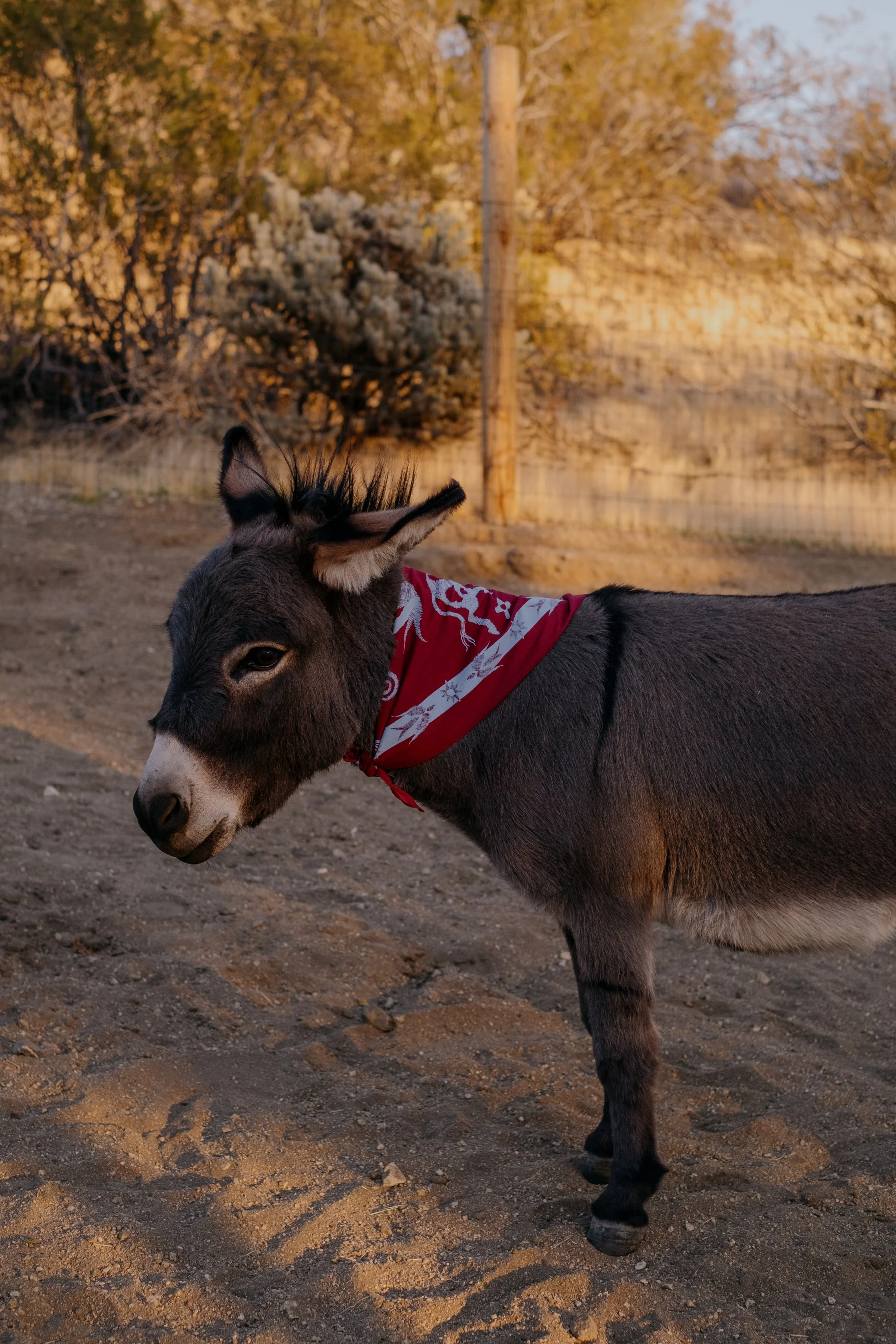 Bandanas & Burros-077.jpg