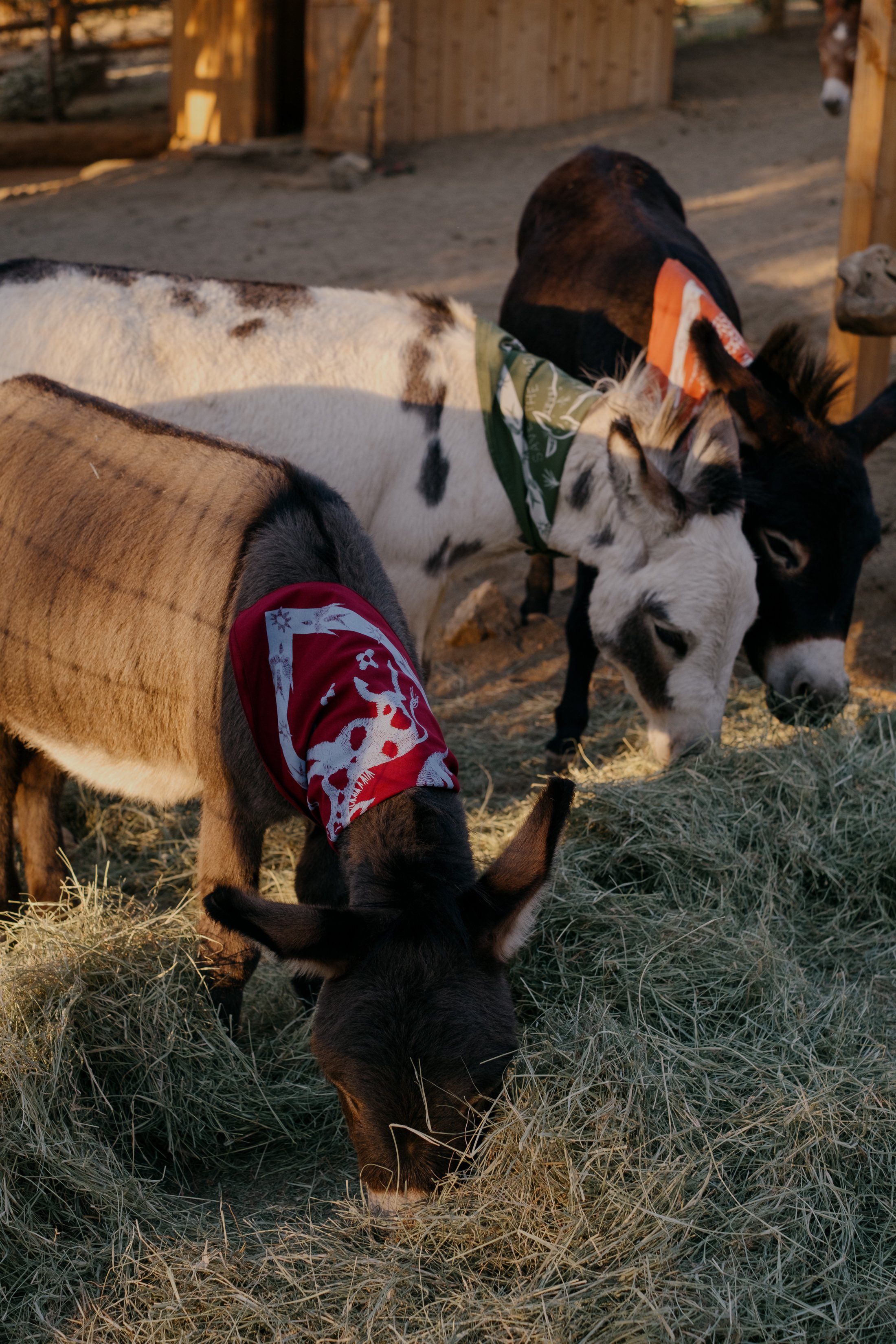 Bandanas & Burros-058.jpg