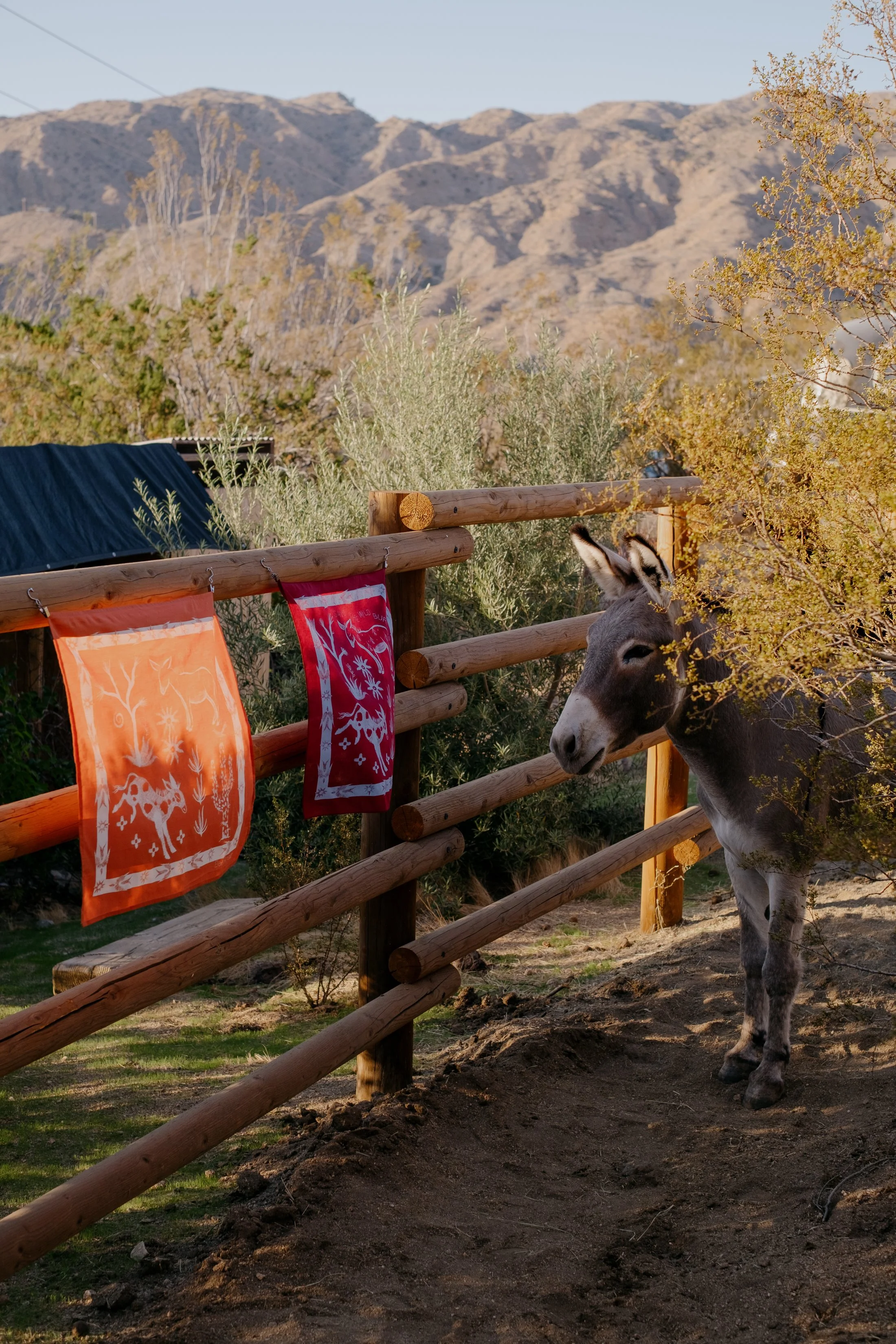 Bandanas & Burros-028.jpg
