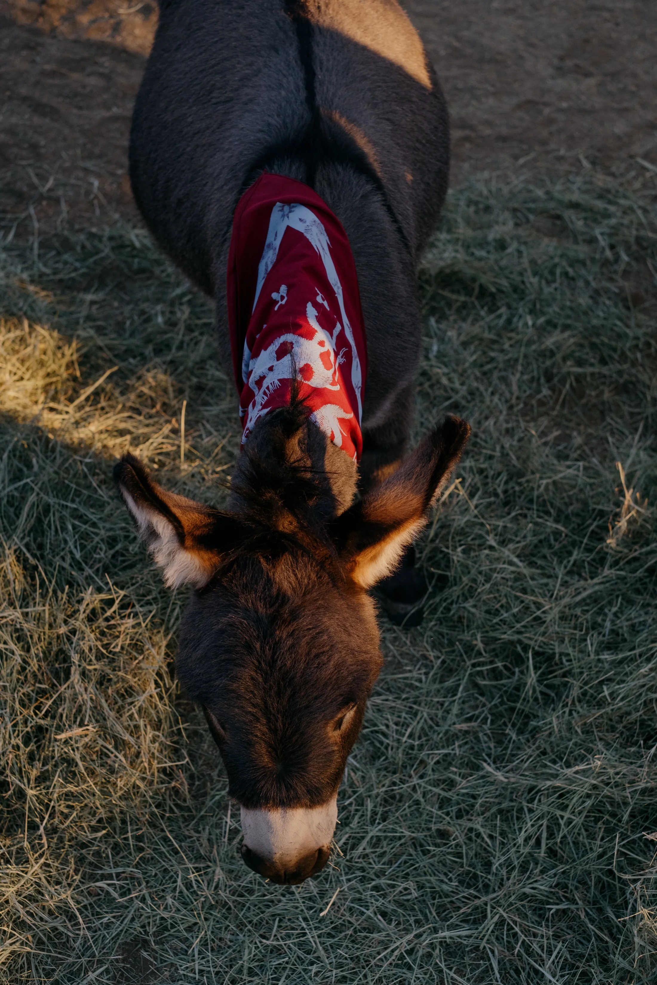 Bandanas & Burros-079.jpg