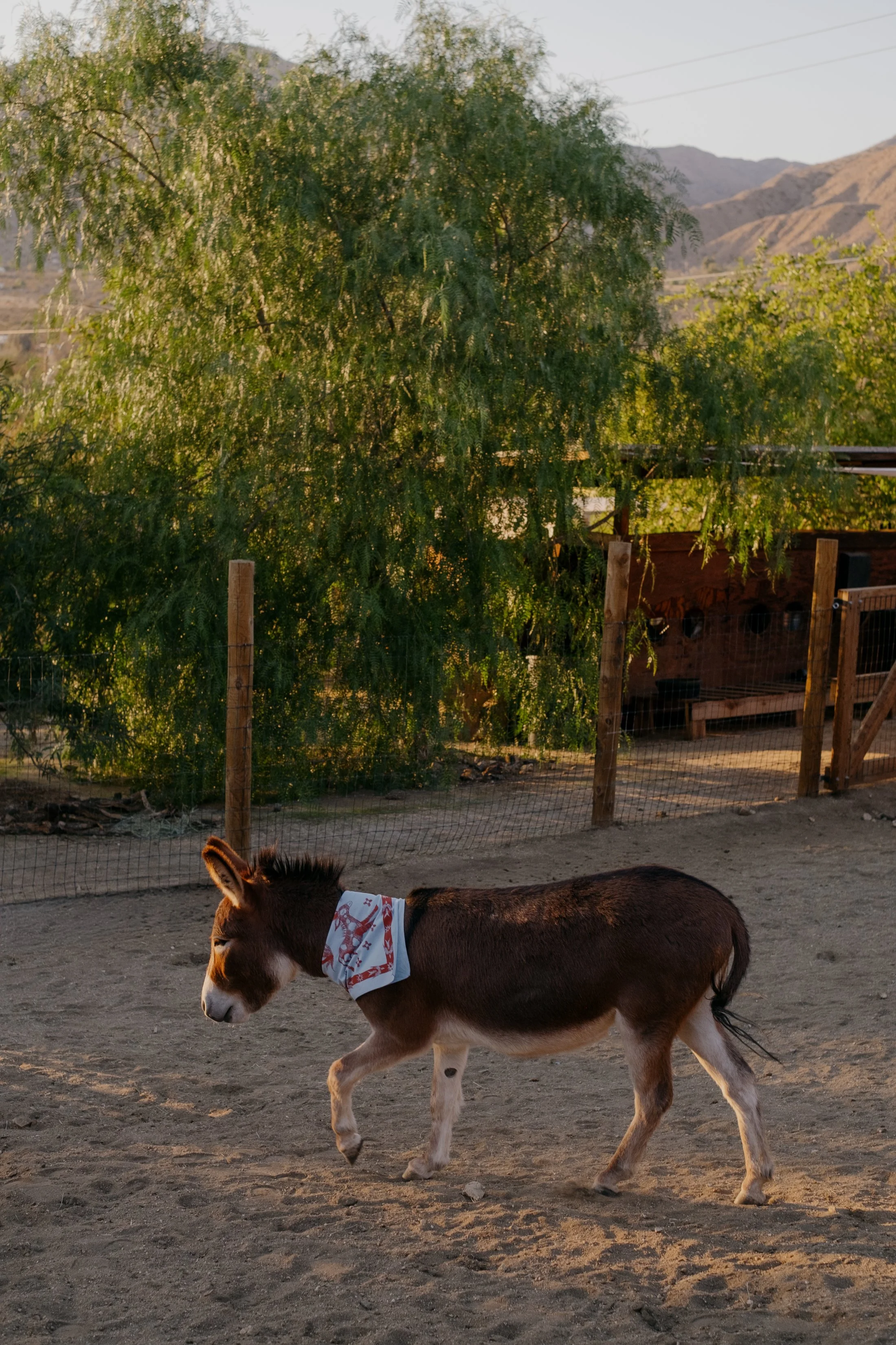 Bandanas & Burros-065.jpg