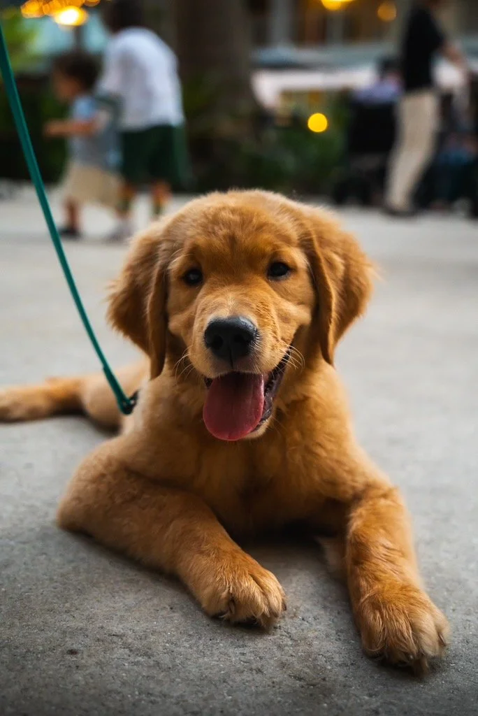 A happy golden retriever puppy lying on concrete, tongue out, with a leash. Blurred people in the background at an outdoor setting.