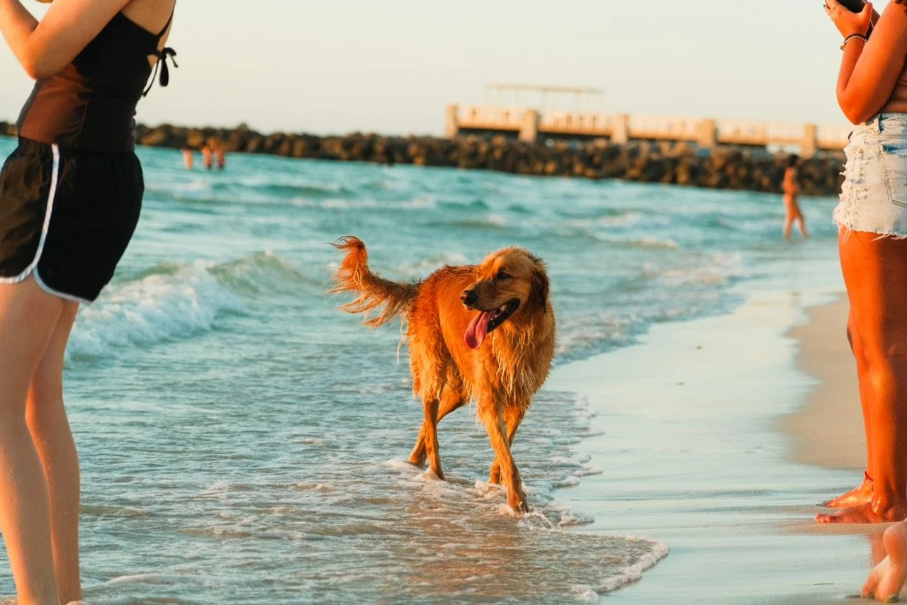 Golden retriever dog walking in shallow water at the beach with people nearby, during sunset or late afternoon.