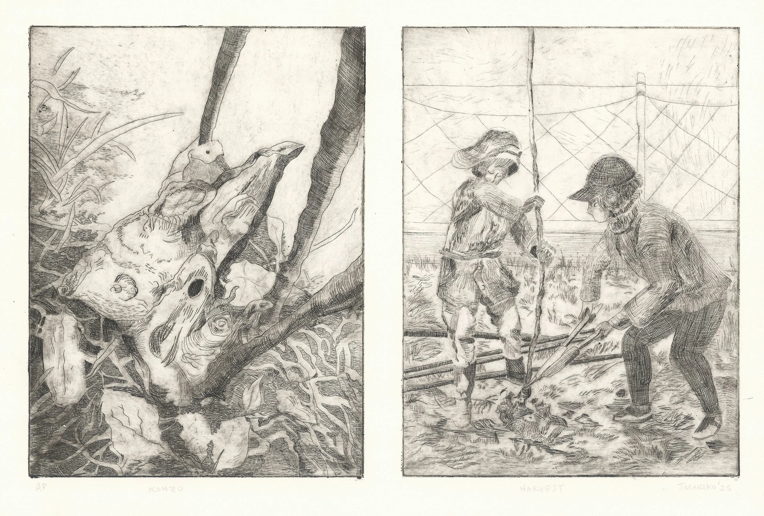 Kozo Harvest, 12.5x8”, hard ground etching on BFK, 2025