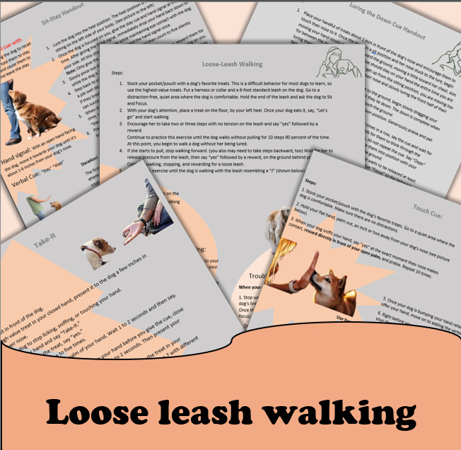Loose leash walking