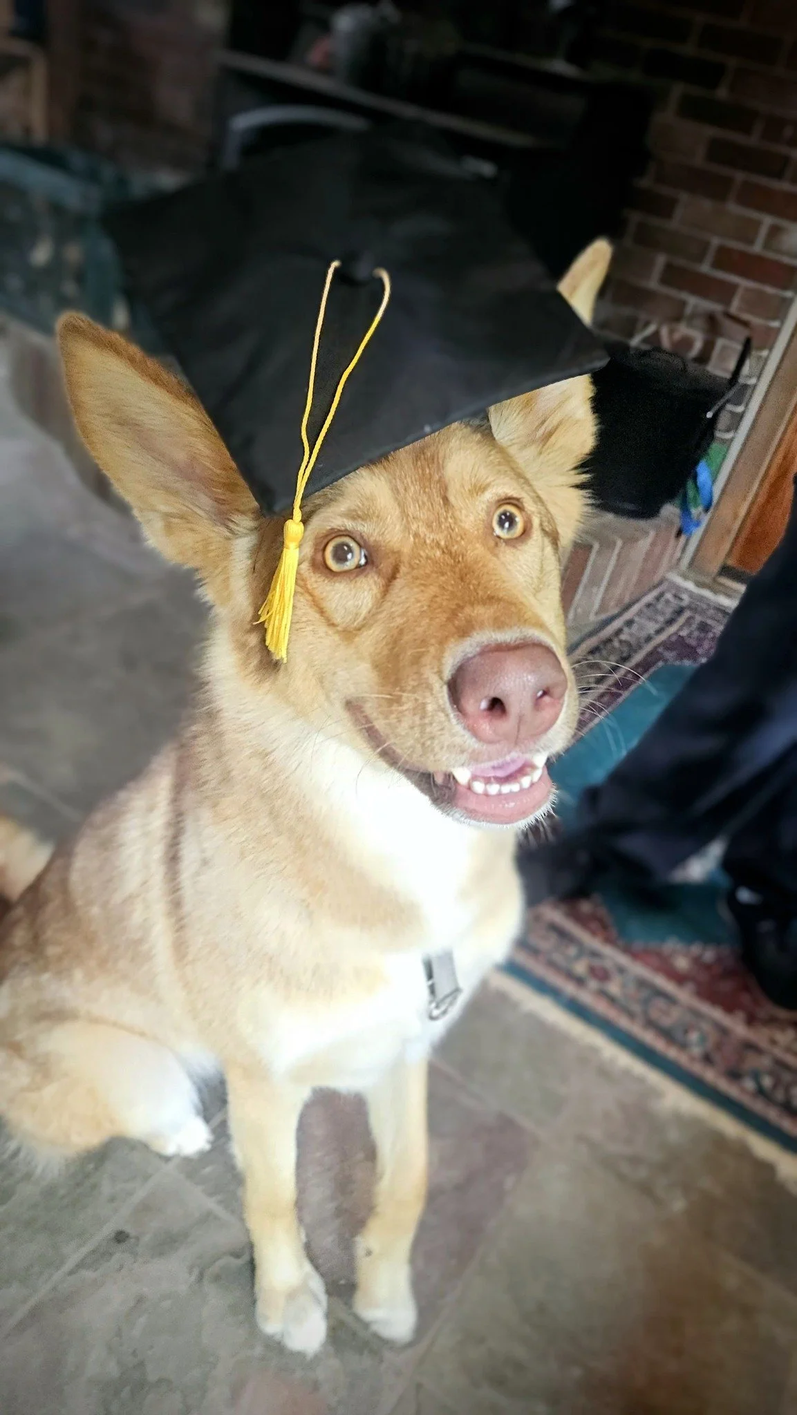 A happy dog with light brown fur and a white chest, wearing a black graduation cap with a yellow tassel, standing on a tiled floor inside a house.
