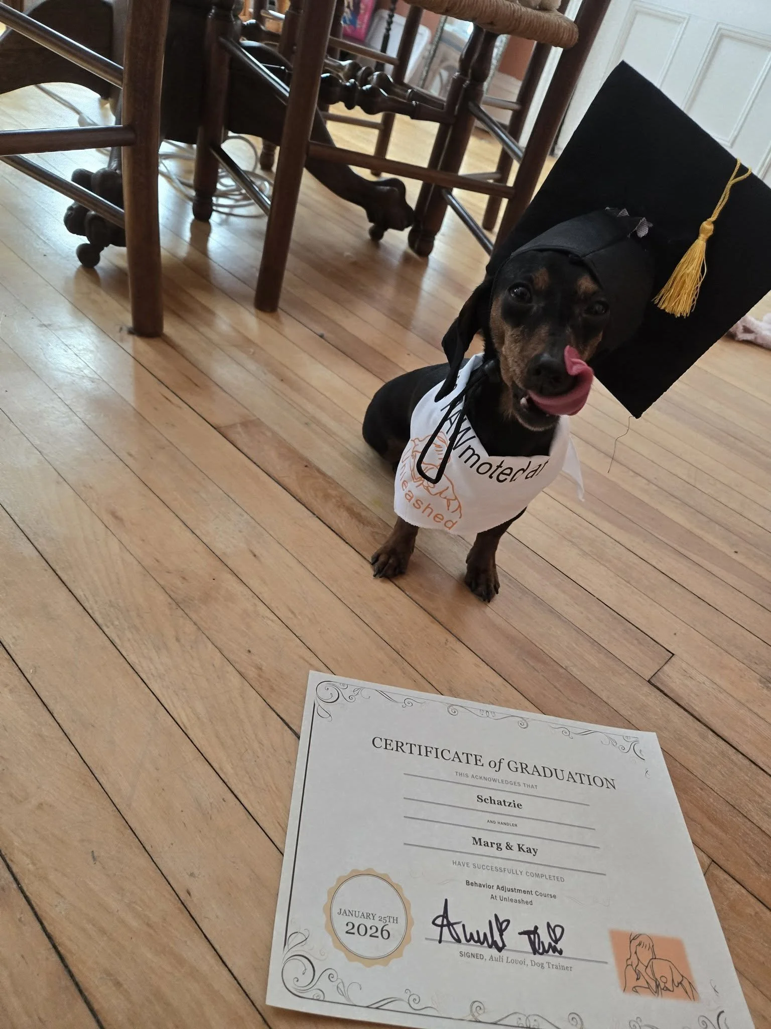 A small dog wearing a graduation cap and gown, licking its nose, is sitting on a wooden floor next to a graduation certificate.