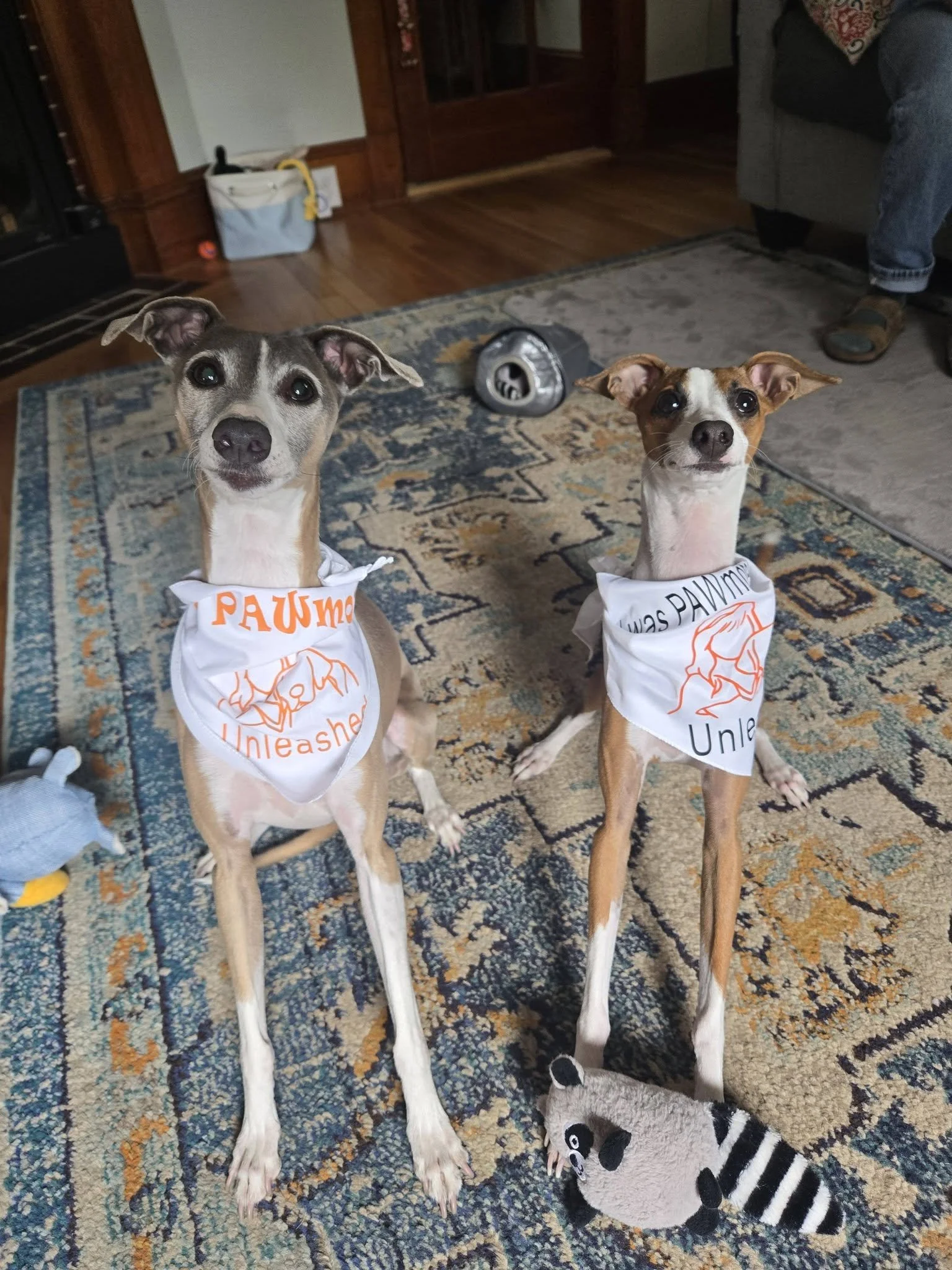 Two small dogs with large eyes sit on a rug in a living room, wearing bandanas that say "Unleashed" and have a dog graphic. There are stuffed animal toys near their paws, and a person’s leg and foot are visible to the right.