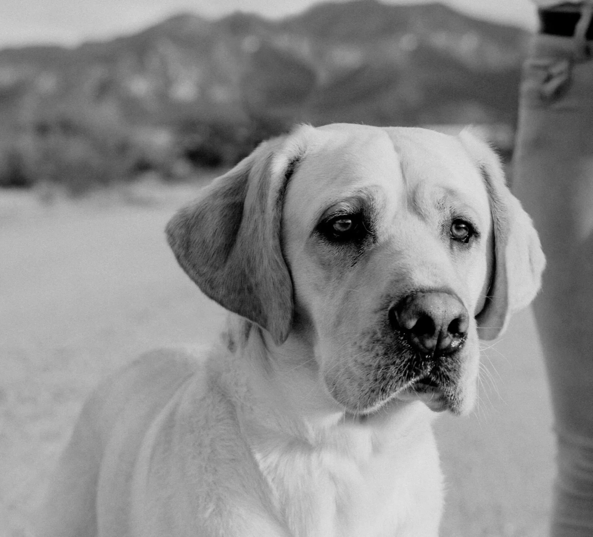 A black-and-white photo of a Labrador retriever dog with distinctive eyes, looking directly at the camera, in a close-up shot.