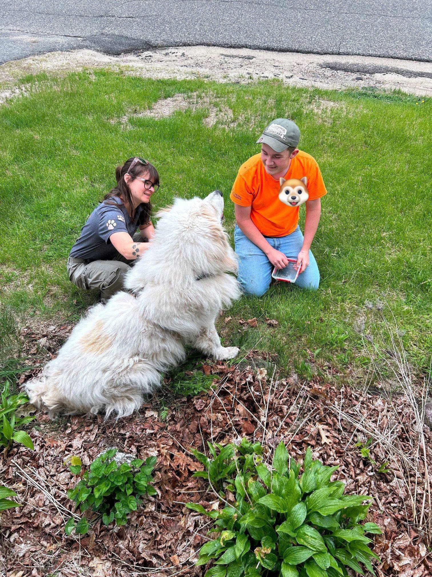 Two people and a dog in a grassy outdoor area. One person is kneeling and smiling at the dog, the other person is sitting on the grass holding a phone, with a dog emoji covering part of their face. The large dog is sitting facing the people, with a fluffy white coat and big paws.