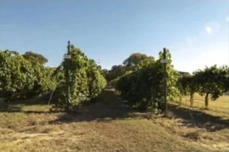Vineyard with rows of grapevines supported by wooden posts under a clear blue sky.