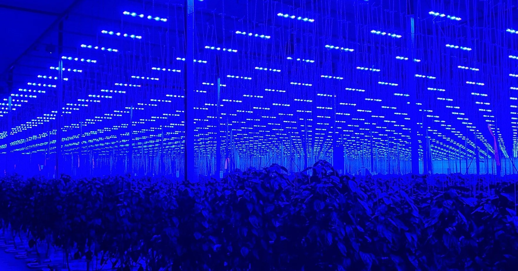 🌱⚡ Smarter Greenhouses. Better Control. Stronger ROI.
Modern greenhouse operations are about much more than growing plants&mdash;they're about managing energy, labour, climate, water, lighting, and production costs as efficiently as possible. That's