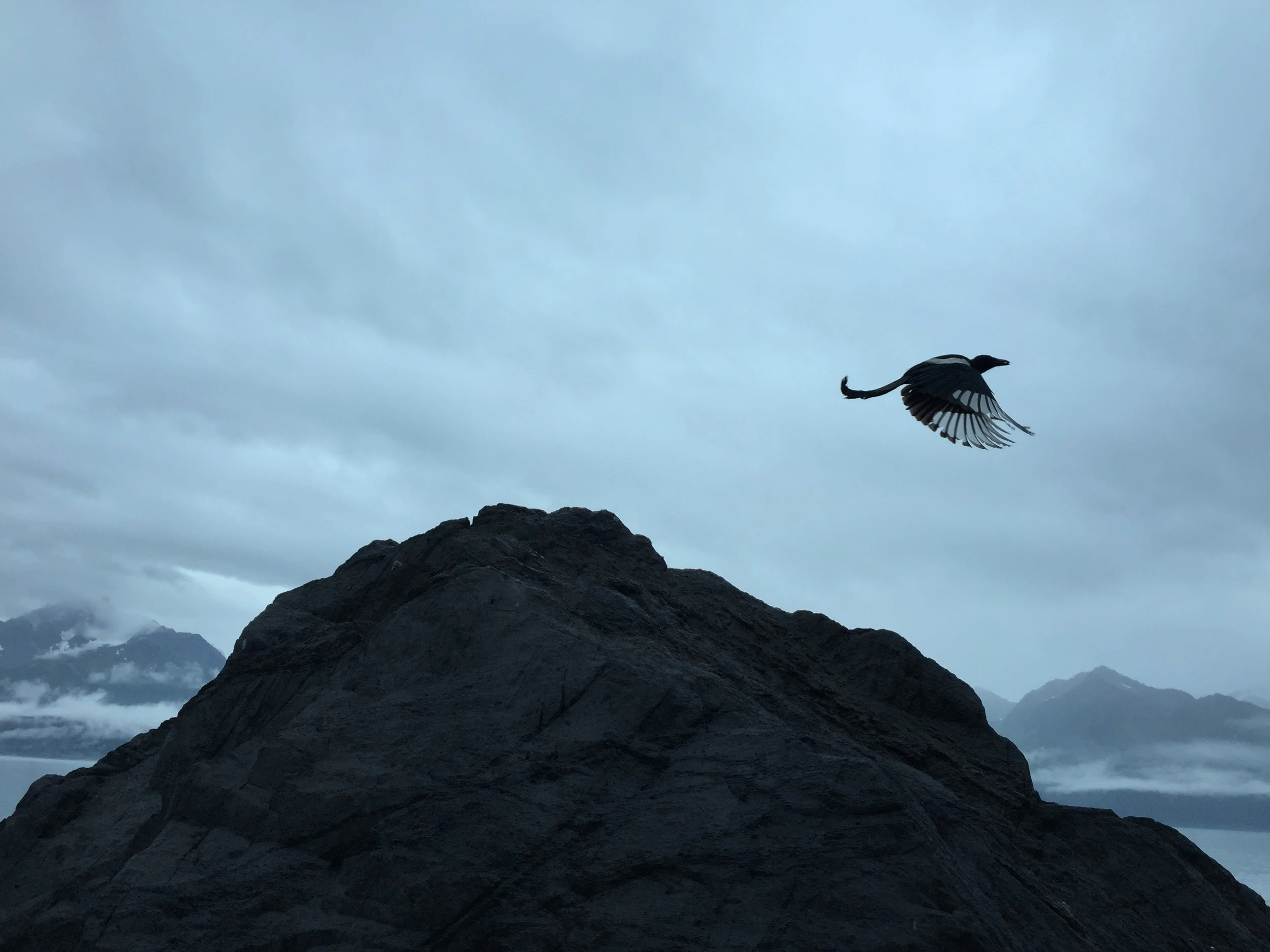 A bird with black and white feathers flying over a rocky landscape with mountains in the background and a cloudy sky above.
