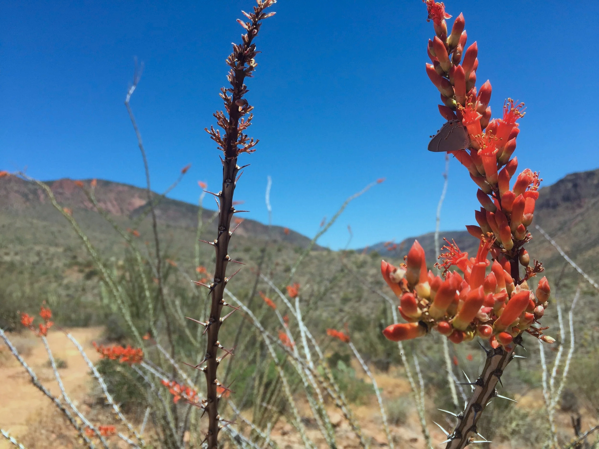 Close-up of flowering desert plant with orange-red blossoms and sharp thorns, with mountains and a clear blue sky in the background.